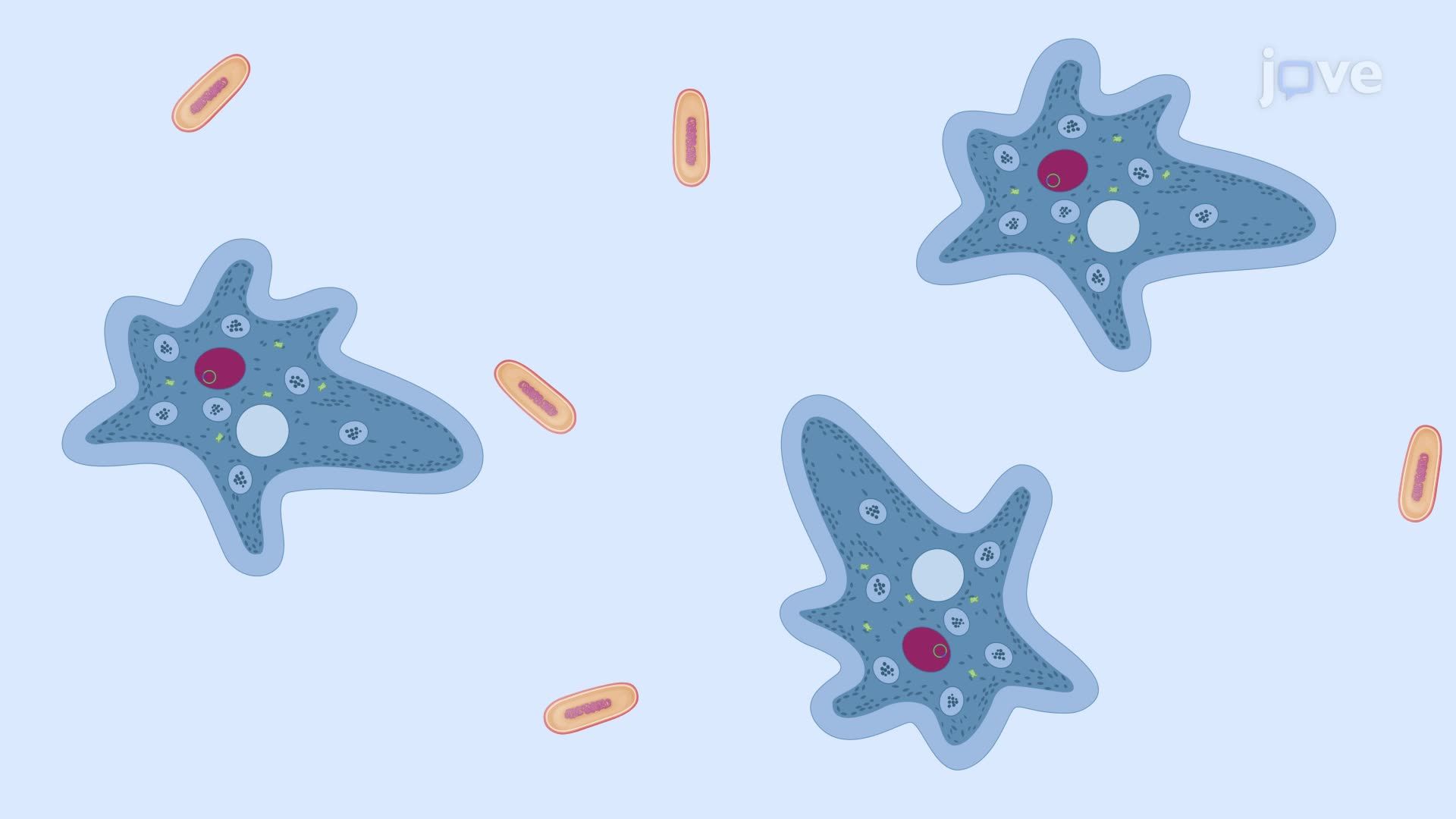 Transfection of Wild-Type Amoeba via Electroporation with Bacterial Feeding Support