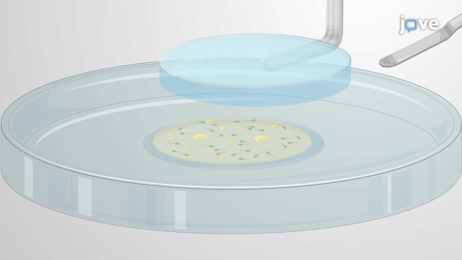 Visualization of Single-Cell Bacterial Interactions