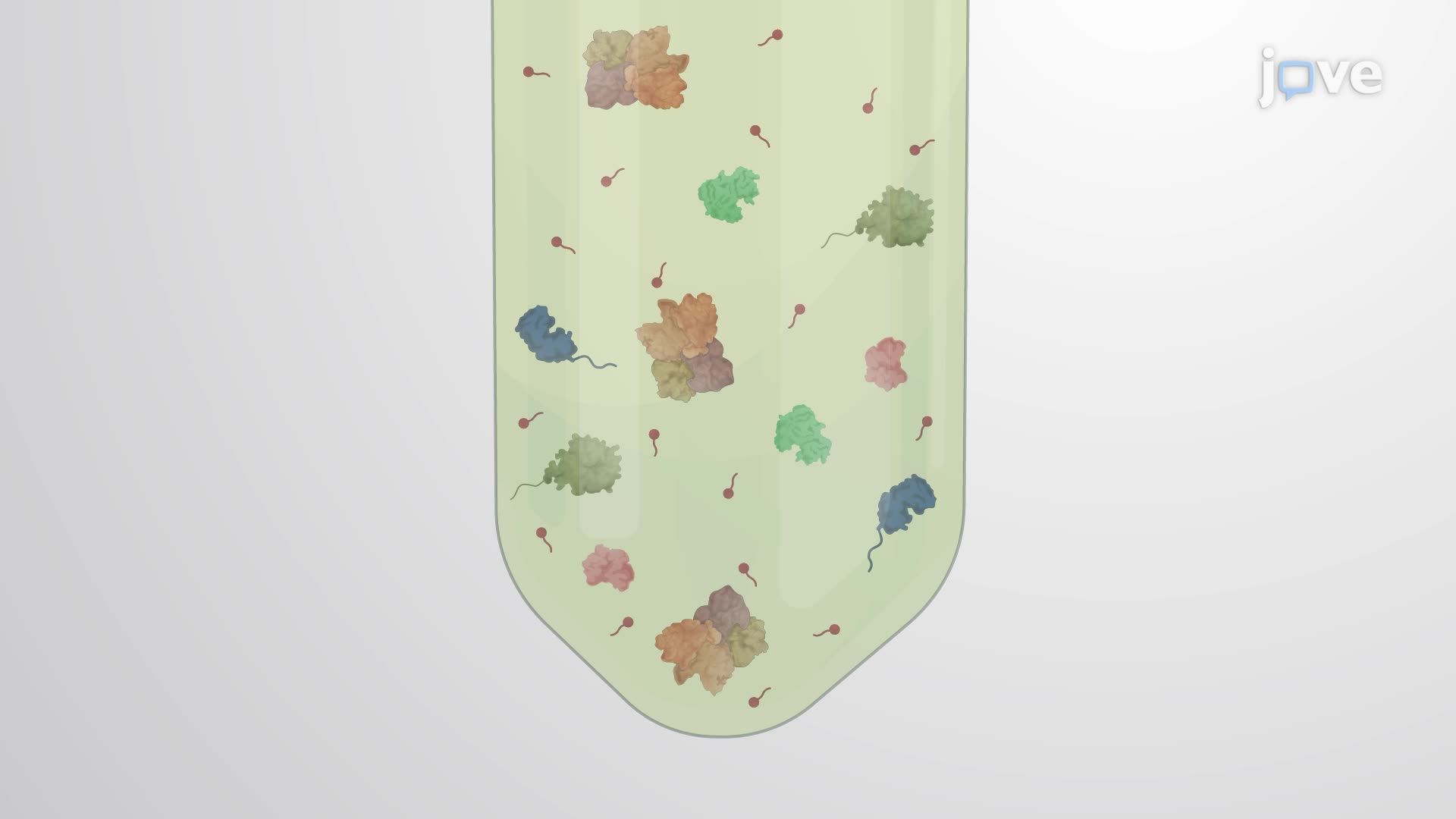 Enrichment of Bacterial Lipoproteins Using Non-Ionic Detergent Phase Separation