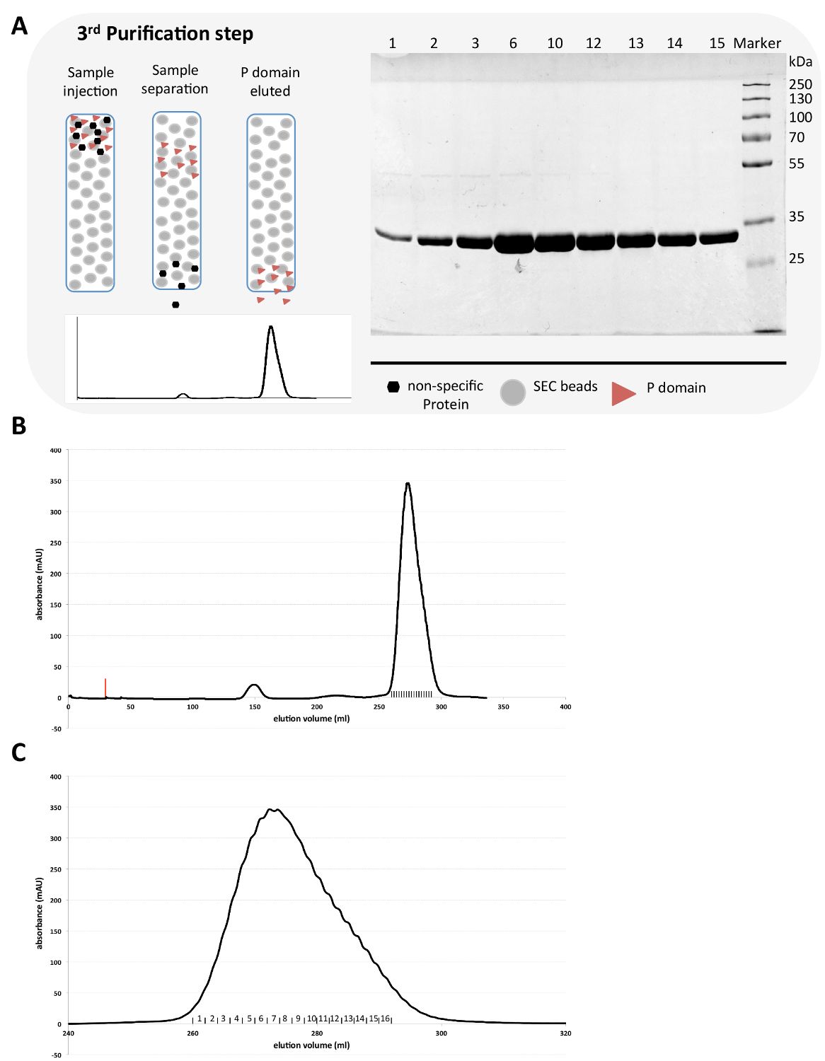 figure-results-1 Protein purification steps; chromatography diagram, gel electrophoresis, absorption graph.