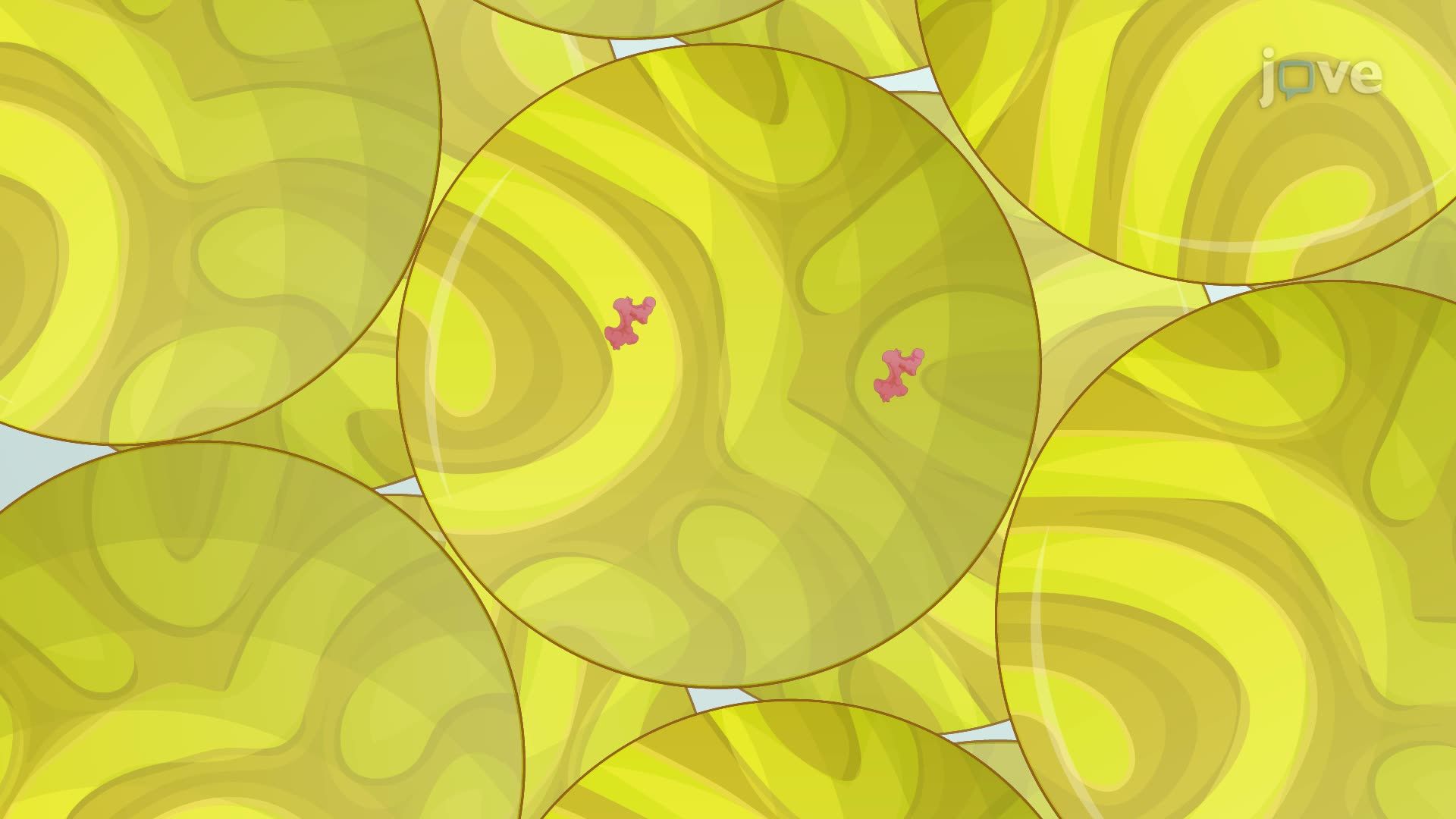 Purification of Bacteria-Derived Recombinant P Domain Proteins of Human Norovirus