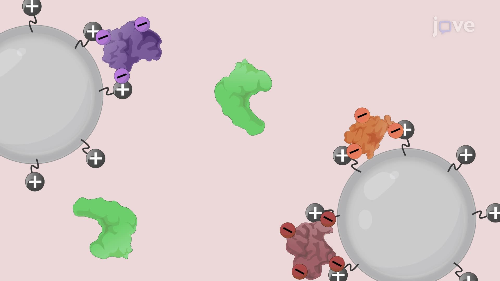 Selective Purification of a Bacterial Protein by Negative Ion-Exchange Chromatography