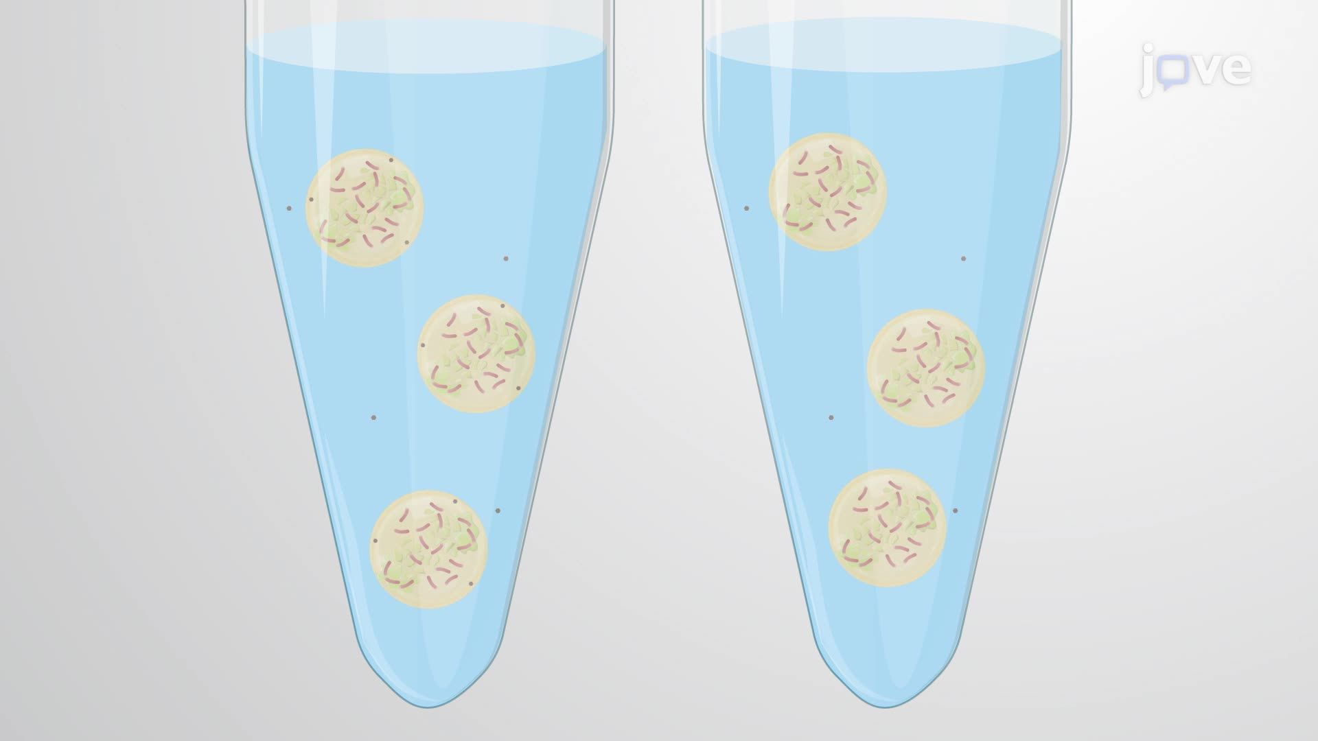 Measuring Drug Binding to Caseum from Tuberculosis Lesions via the Rapid Equilibrium Dialysis Method