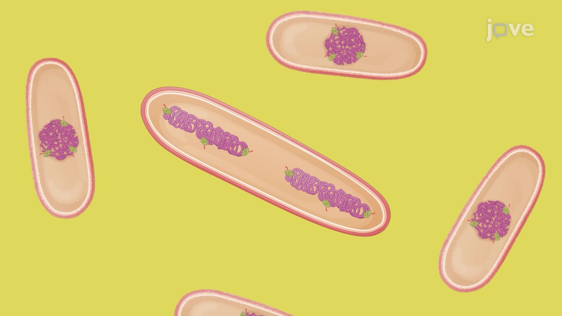 Microfluidic Time-Lapse Microscopy to Study Antibiotic Persistence in Bacteria