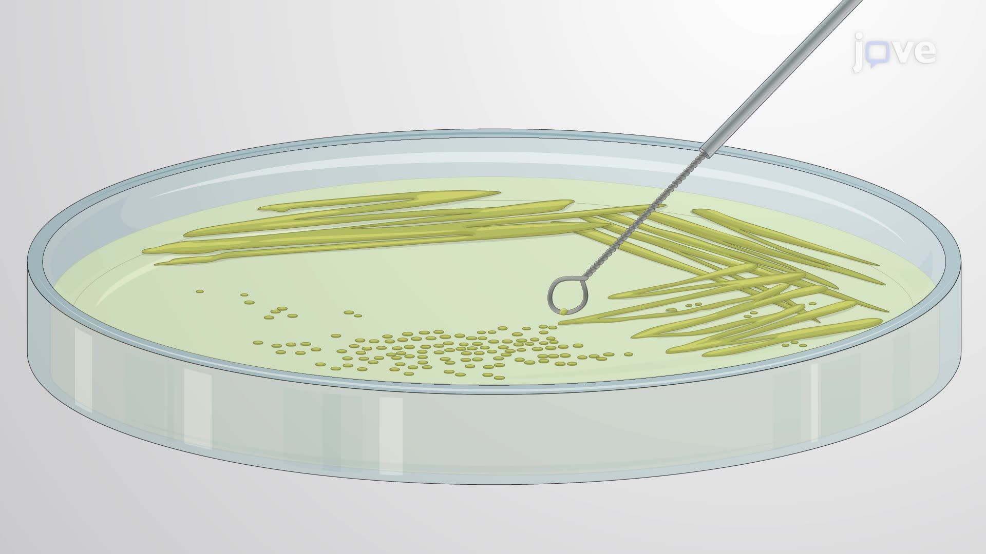 Preparation of <i>Salmonella typhimurium</i> Culture