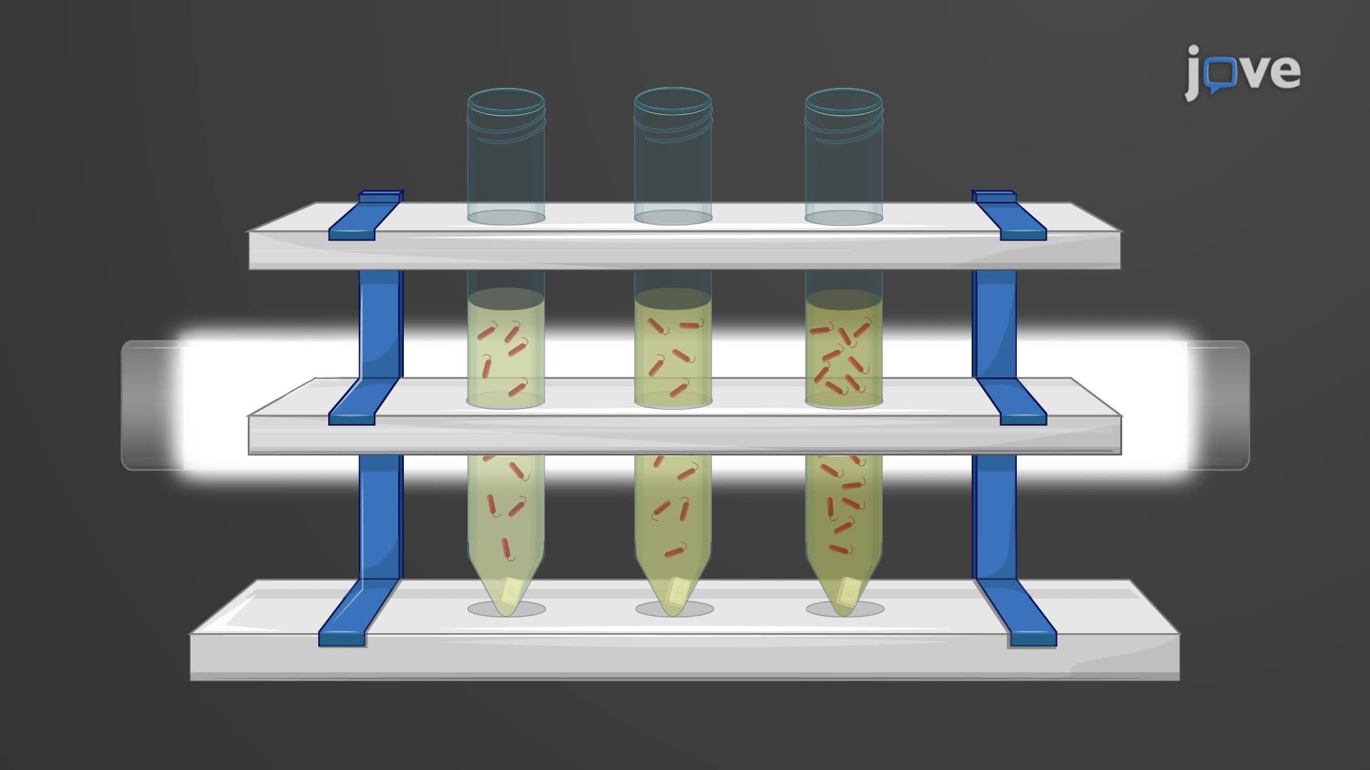 A Technique to Prepare a Monoclonal Bacterial Culture