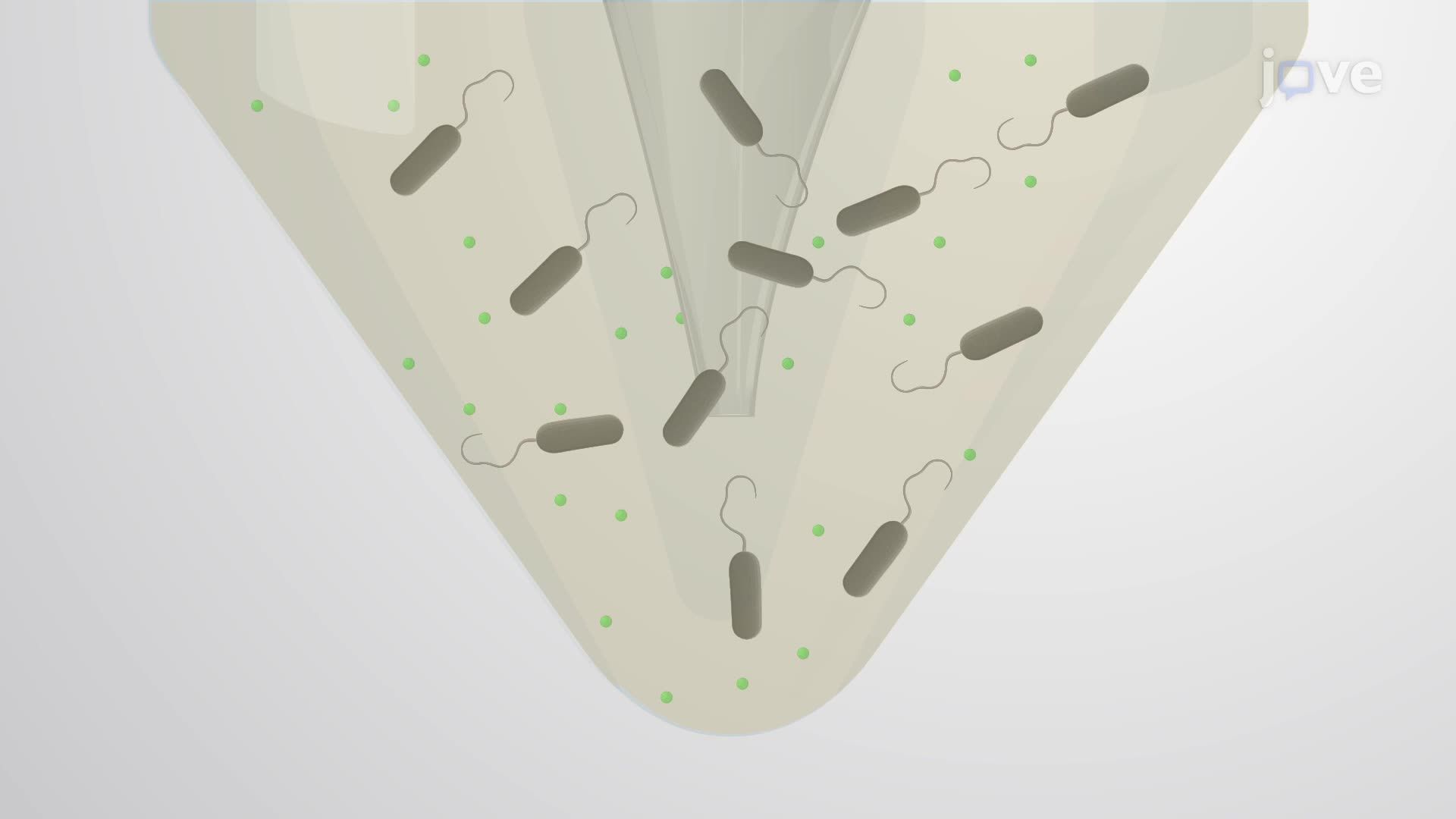 Synthesis of Metal Oxide Microcapsules Using Metal-Reducing Bacteria