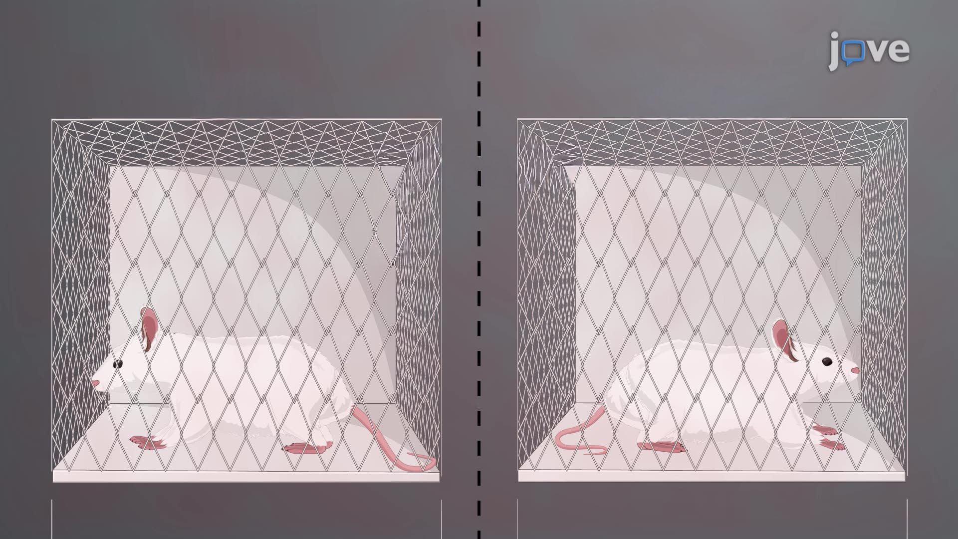 Evaluating the Effect of Beneficial Bacteria on Gut Microbial Translocation in Heat-Stressed Rats