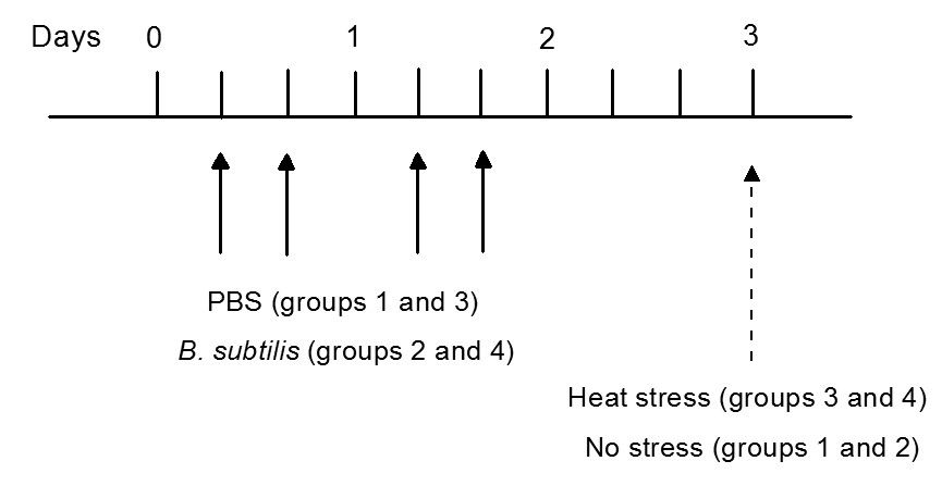 Experimental timeline diagram, treatments, B. subtilis, heat stress, PBS, stress response study.