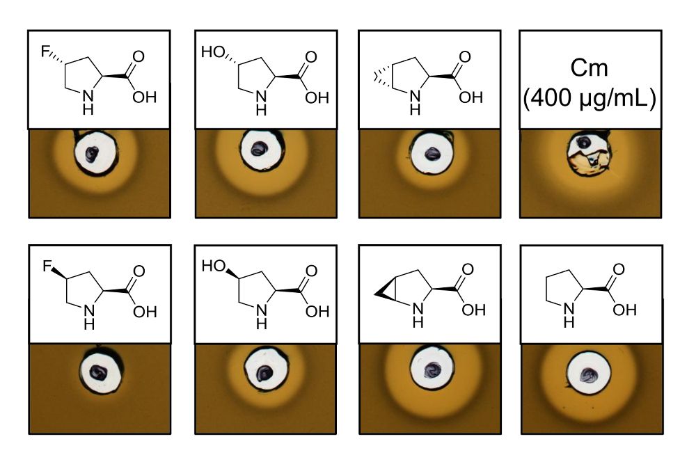 figure-results-1 Antibacterial activity assay with chemical structures; disc diffusion method, compound variations.