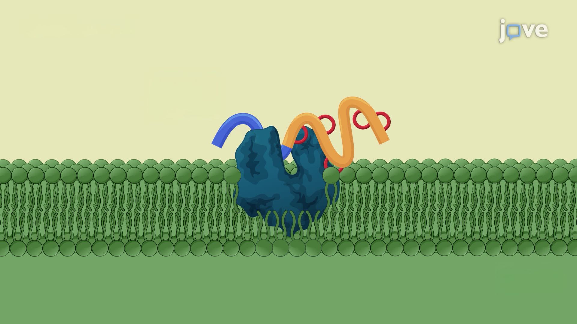 Assessing the Antimicrobial Activity of Nisin Variants Using an Agar Well Diffusion Assay