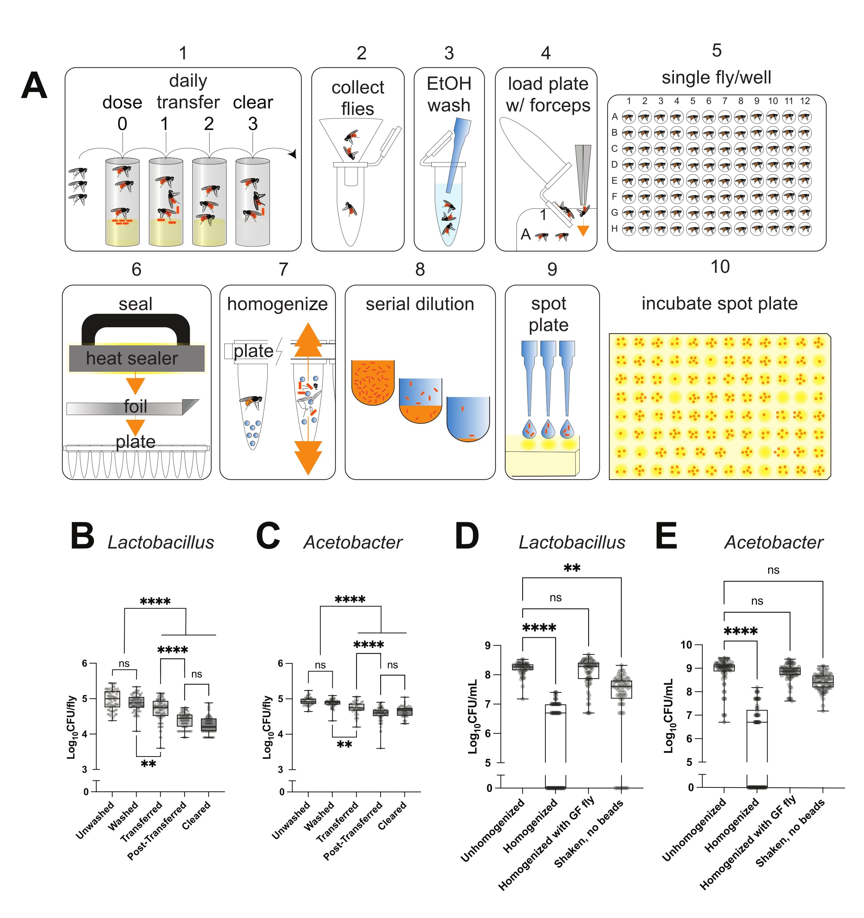 Fly microbiome analysis with serial dilution steps, spot plating, and bacterial growth graphs.