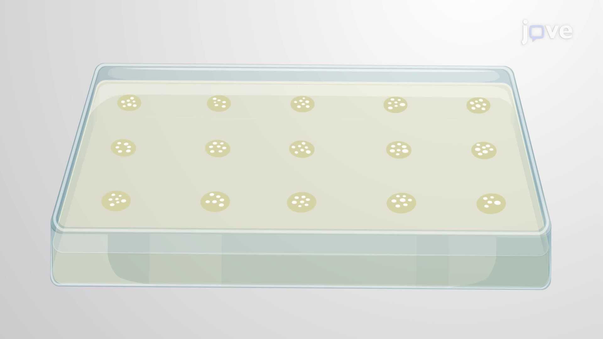 Quantification of Colony-Forming Units of Gut-Associated Bacteria in Drosophila Flies