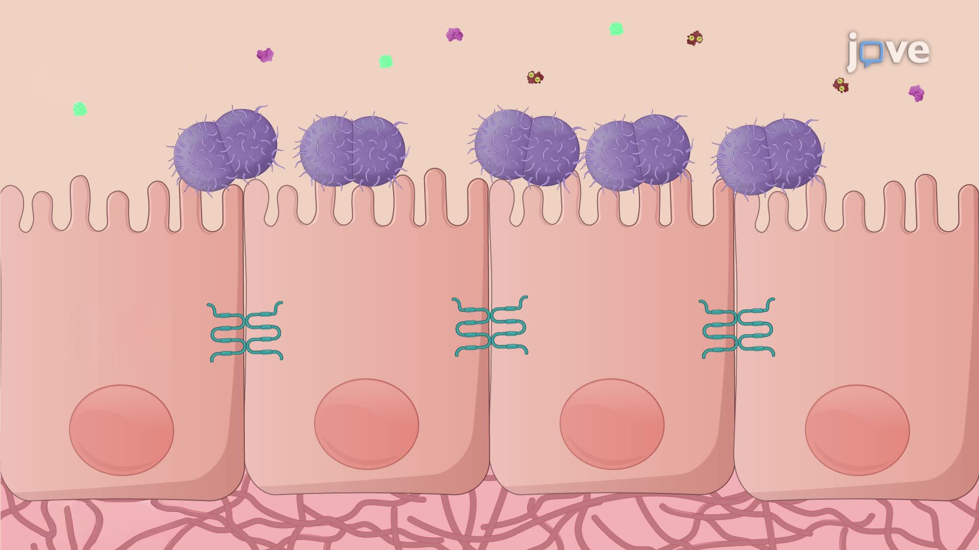 Culturing <i>Neisseria gonorrhoeae</i> in Metal-Depleted Conditions