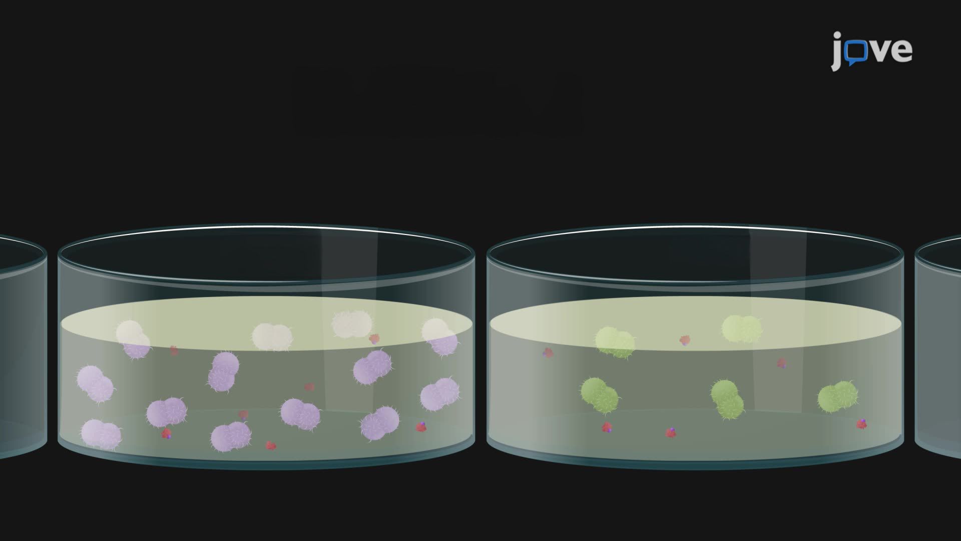 Metal-Limited Bacterial Growth Assay to Study the Role of Metal-Responsive Genes
