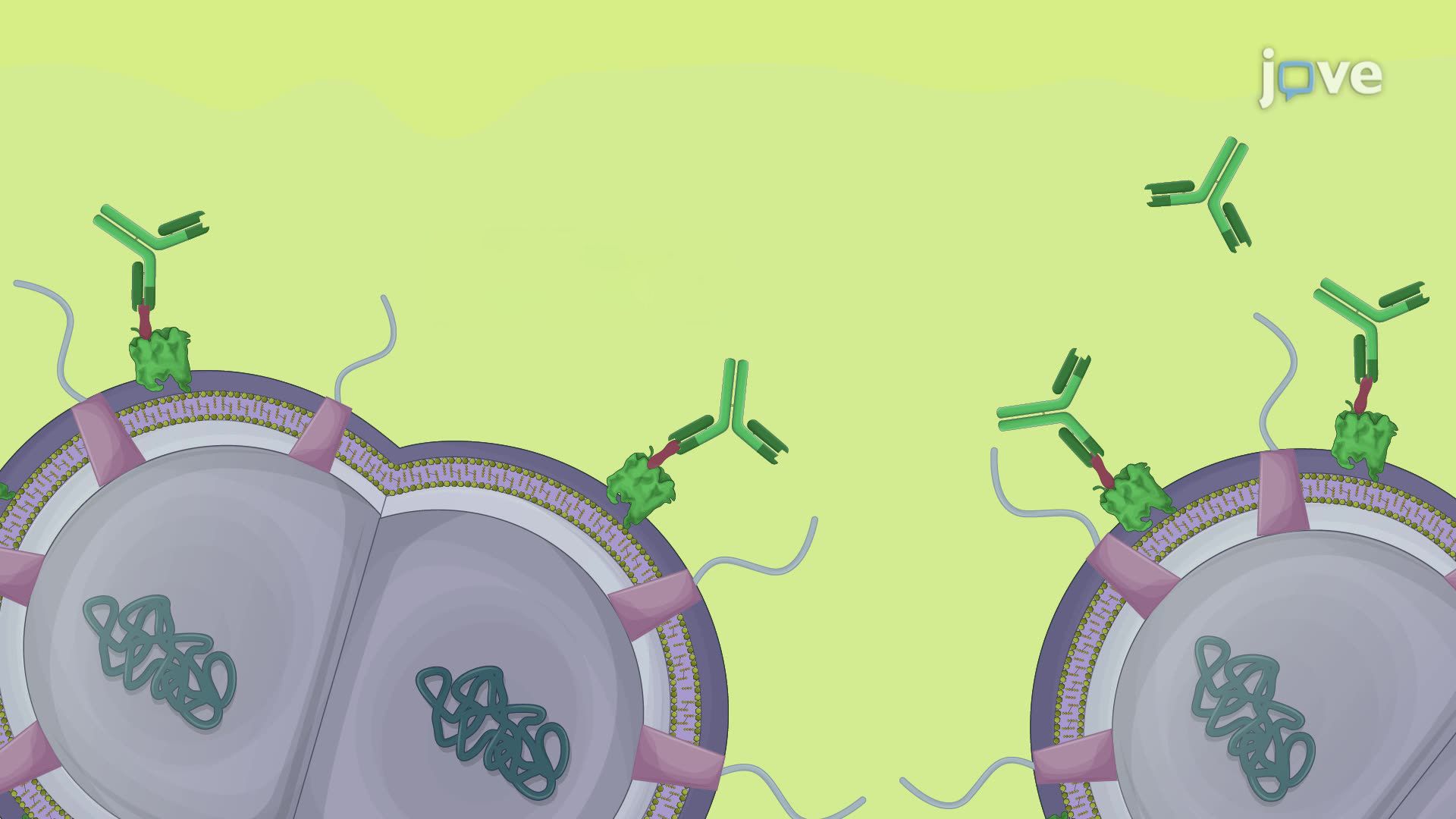 Detection of the Surface Metal Transporters in <i>Neisseria gonorrhoeae</i> Using Dot Blot
