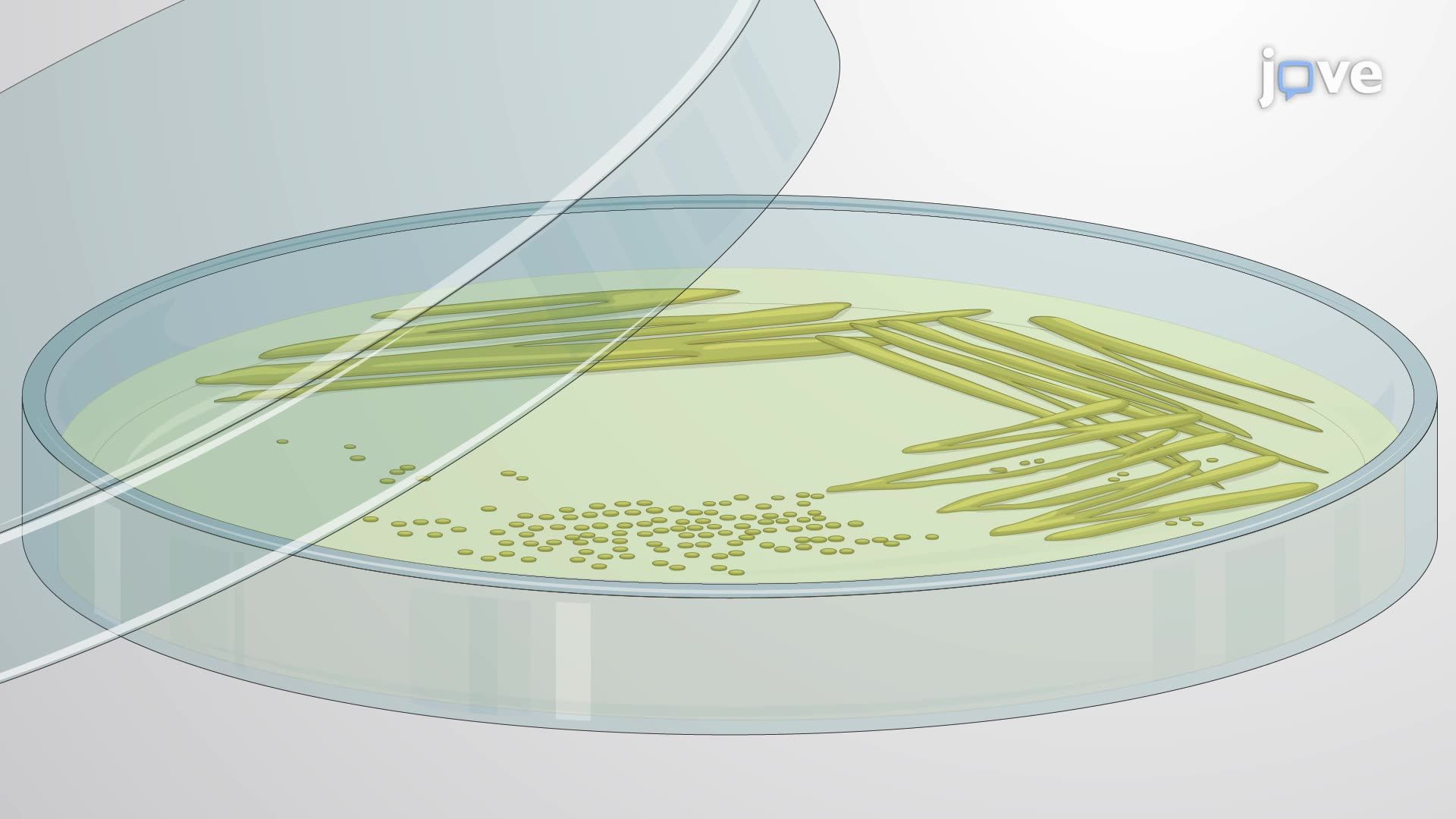 Preparation of <i>Streptococcus mitis</i> Culture for Host-Pathogen Interaction Studies