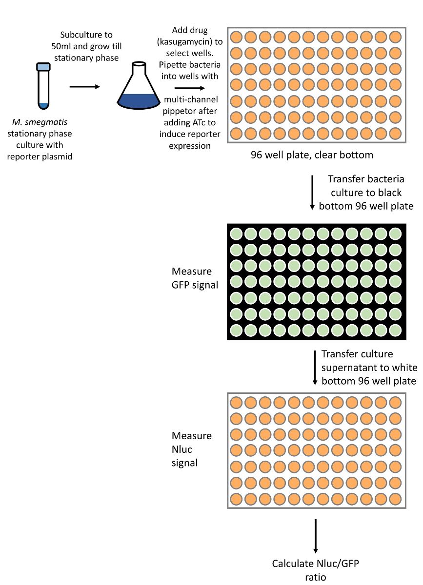 Bacterial assay workflow diagram; GFP and Nluc measurements in 96-well plate for drug response analysis.