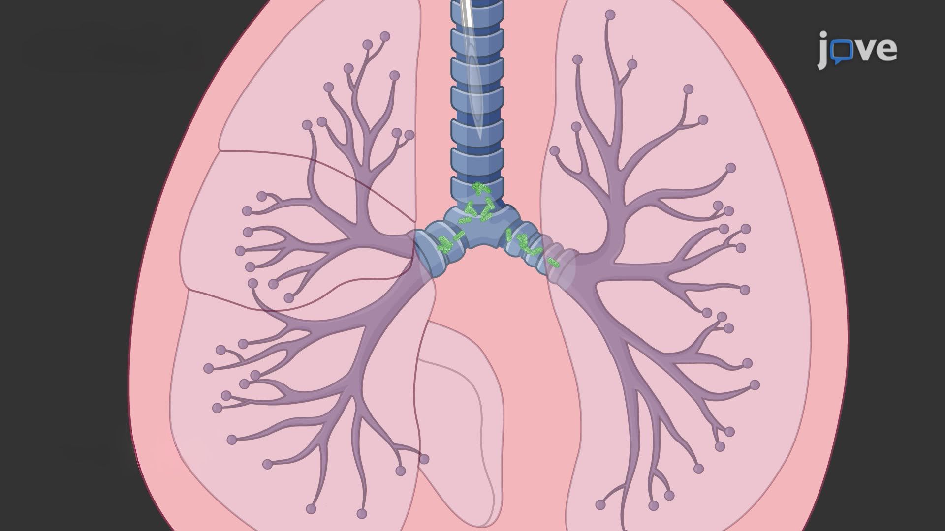 Performing Intratracheal Bacterial Delivery in a Mouse Model