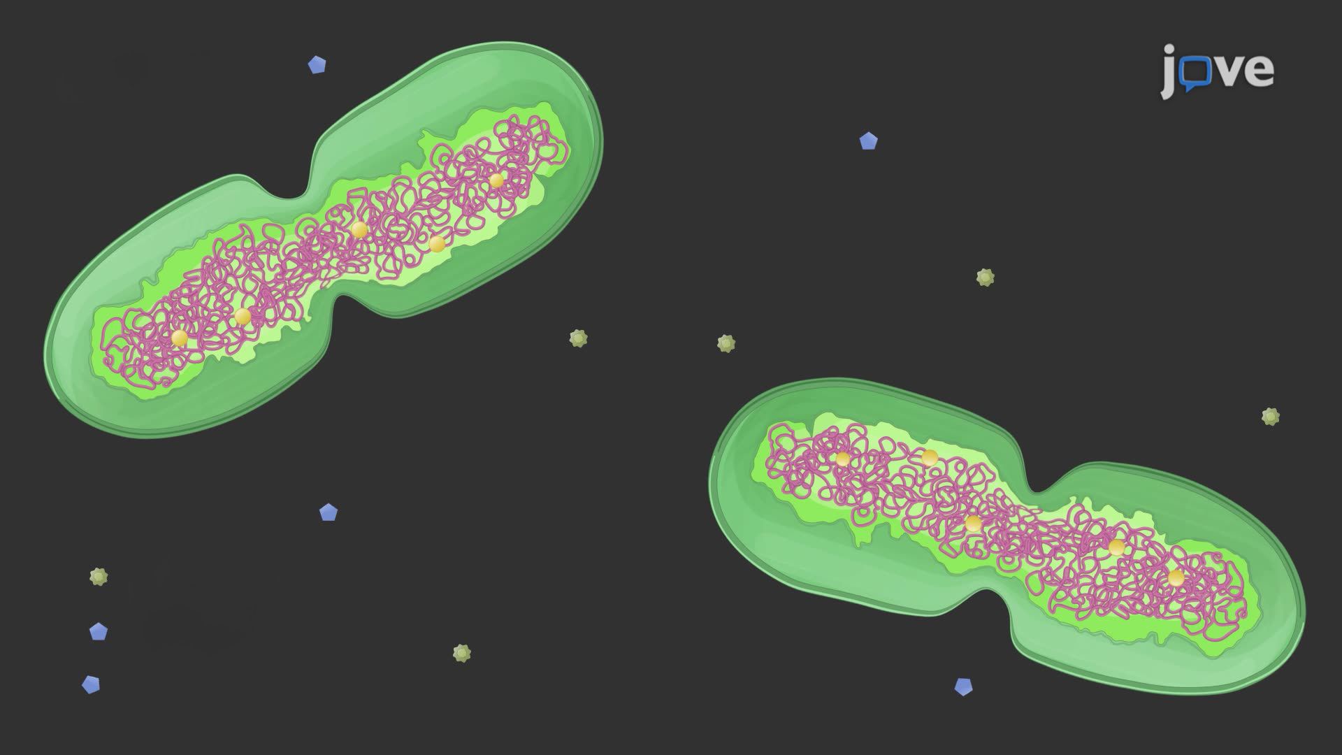 Cyanobacterial Culture Synchronization and DNA Compaction Driven by Light-Dark Cycles