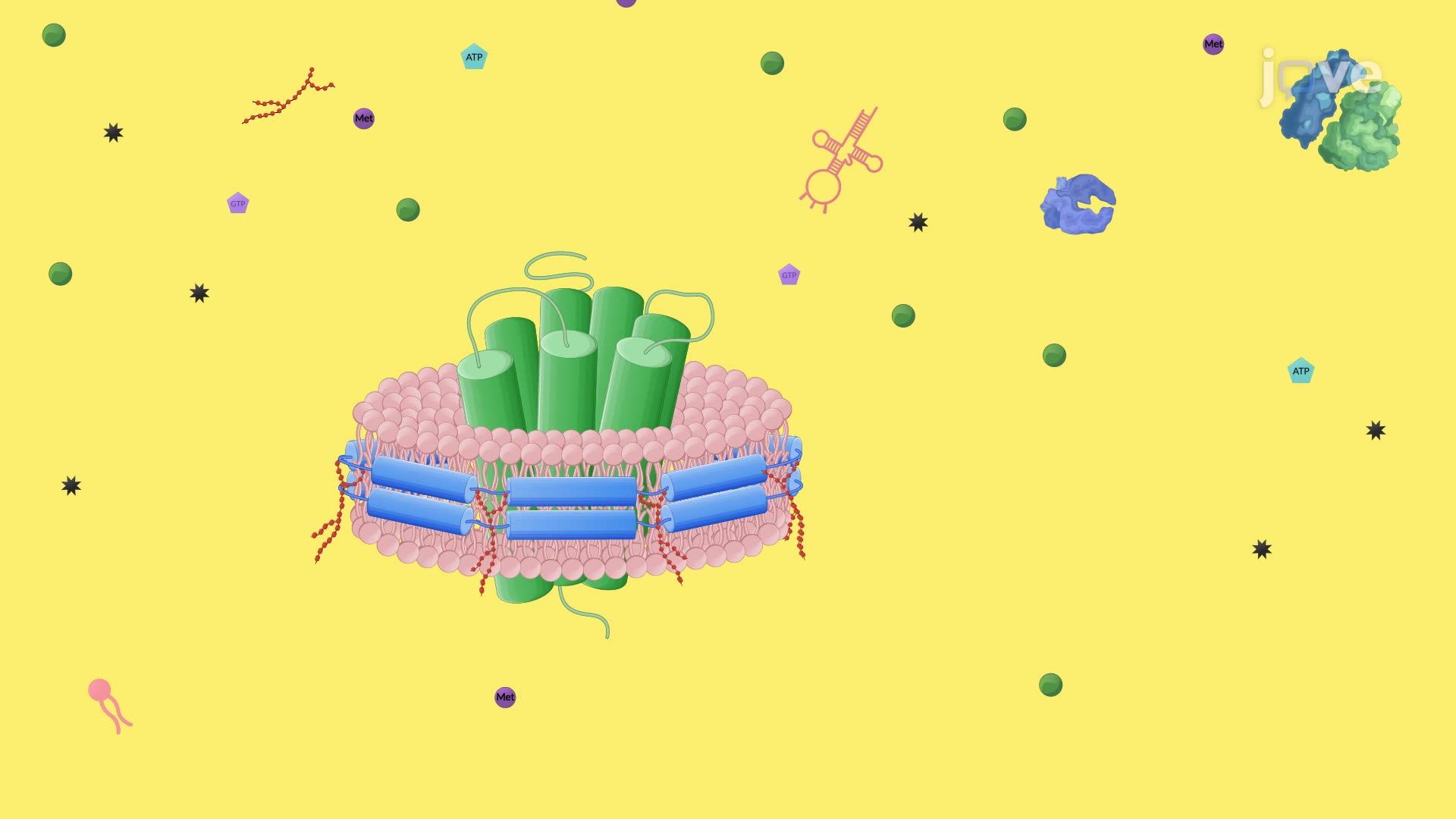 Synthesis of Nanodisc-Stabilized Membrane Protein Antigens Using a Cell-Free System
