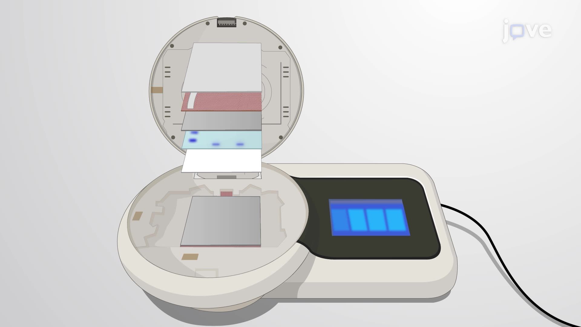 Western Blot for Assessing the Structural Integrity of a Bacterial Vaccine Antigen
