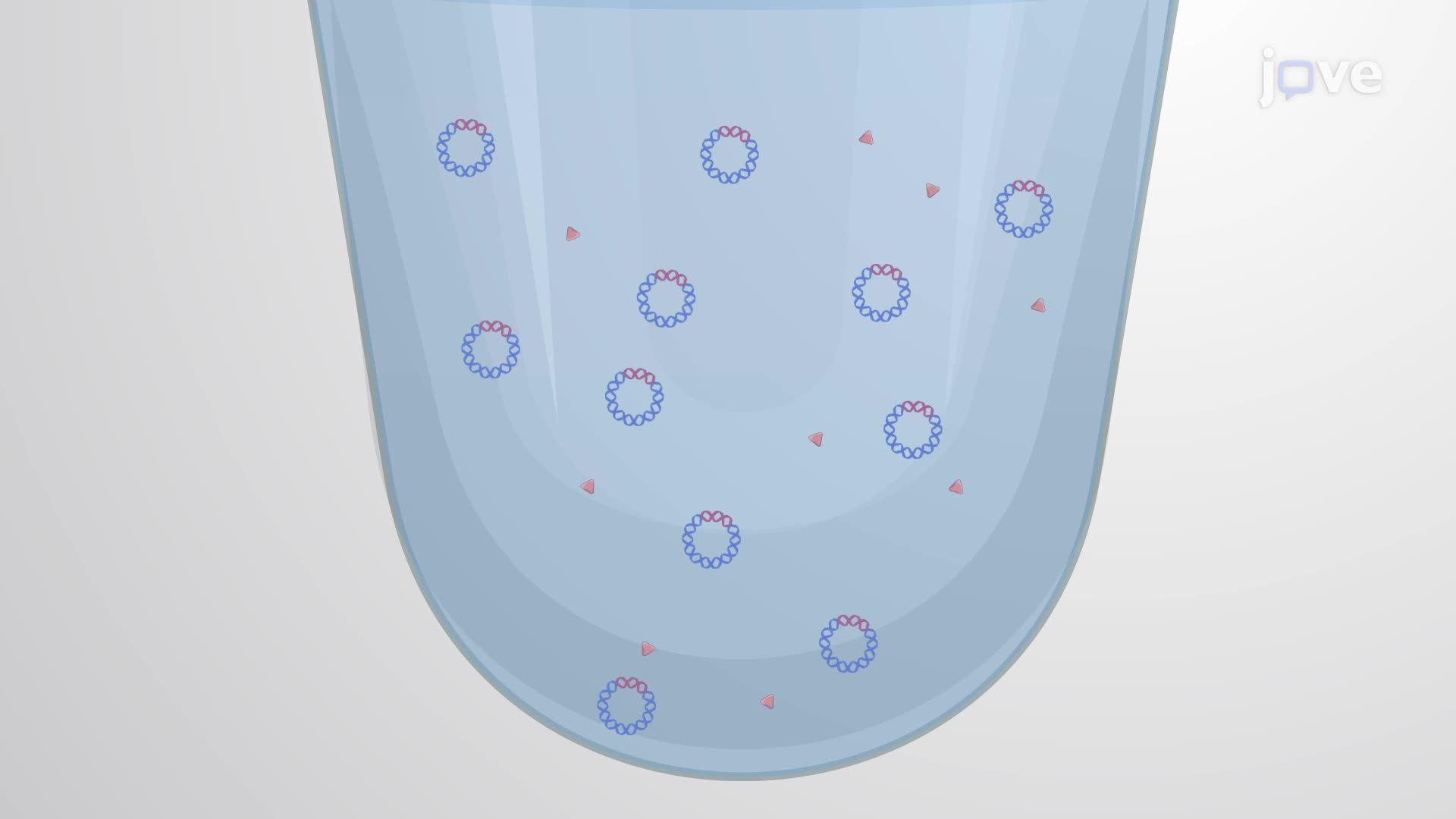 Preparation and Transformation of Bacteria Using High-Voltage Electroporation