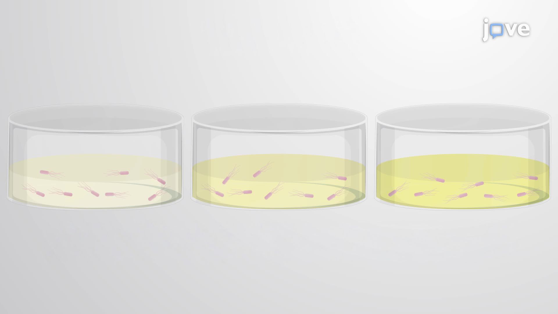 Evaluating Mutation Frequency in Bacteria Using the Beta-Glucosidase Assay
