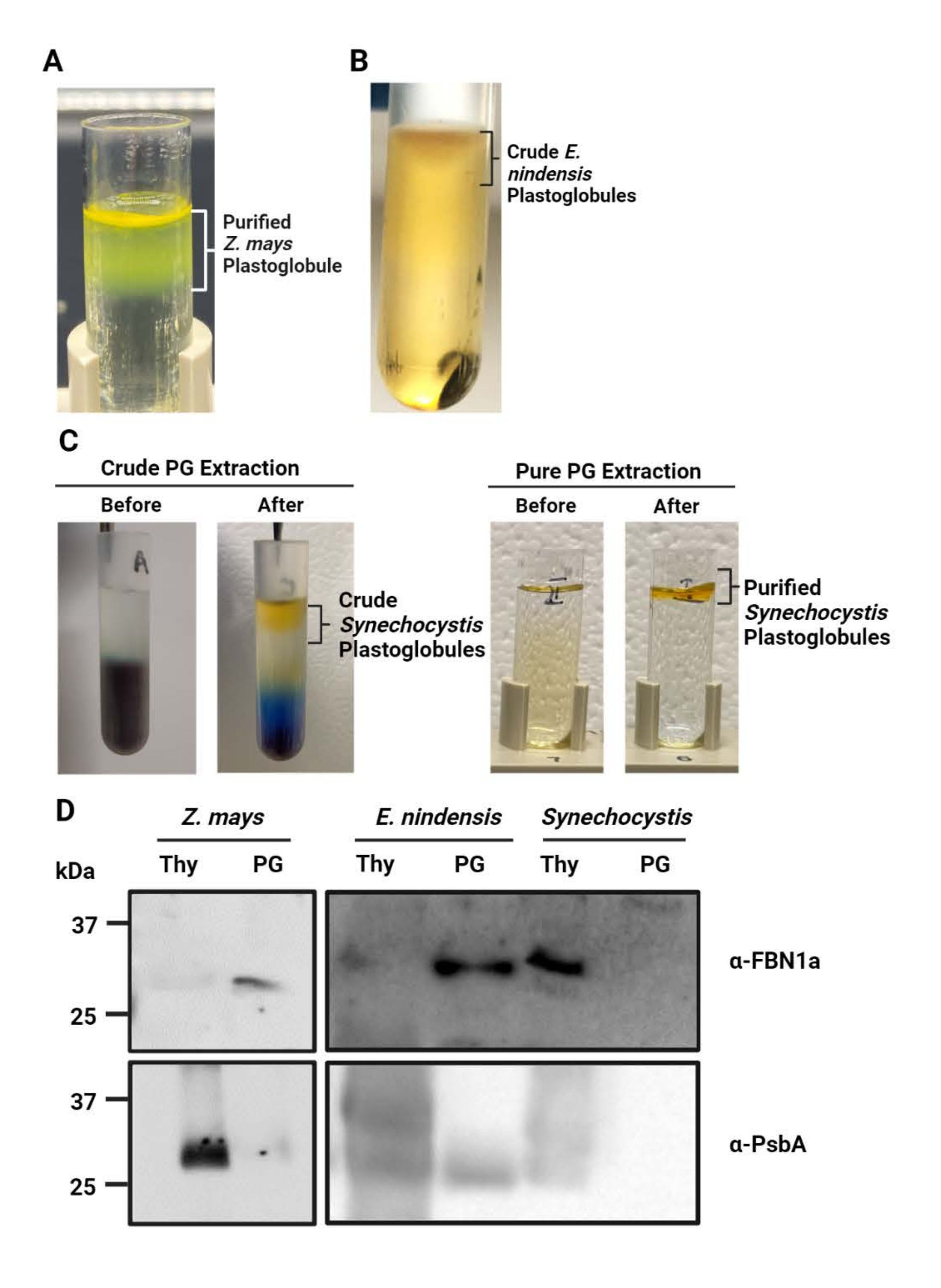 figure-results-1 Purification diagram of plastoglobules; protein analysis via electrophoresis for Z. mays, E. nindensis, Synechocystis.