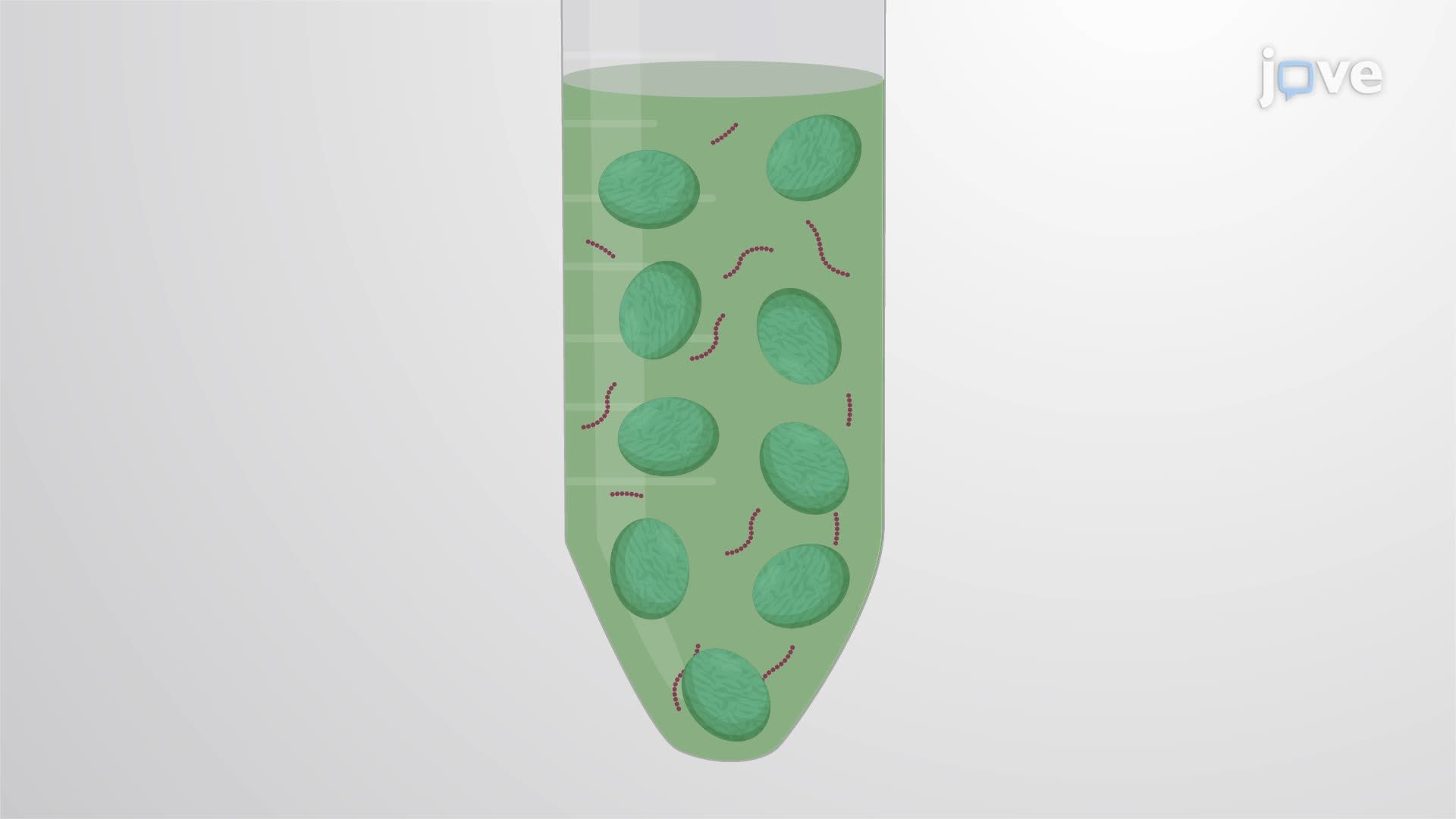 Extraction and Purification of Plastoglobules from Photosynthetic Bacteria