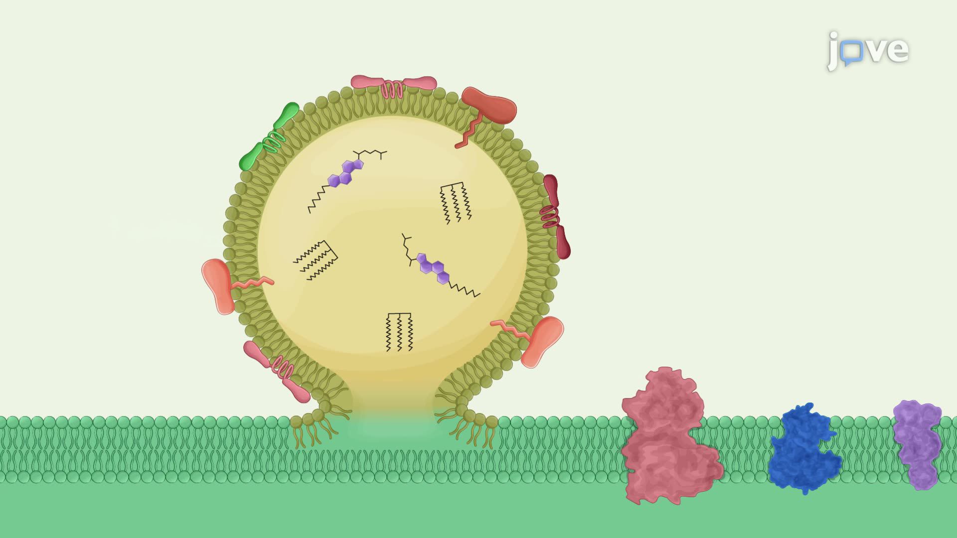 Density Gradient Purification of Cyanobacterial Plastoglobules