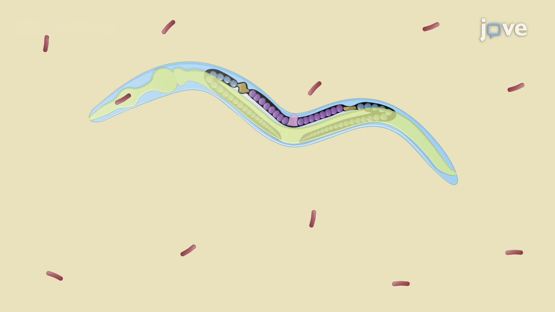 Evaluating Intestinal Bacterial Colonization in Germ-Free <i>C. elega</i>ns