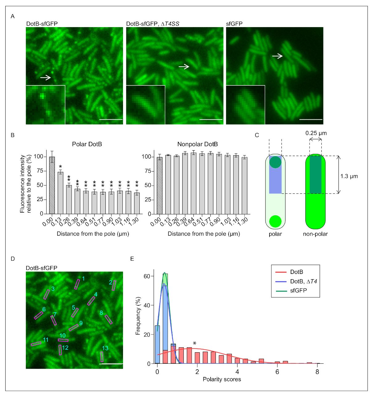 Fluorescence microscopy, DotB protein localization, polarity analysis, chart, diagram, bacterial cells.