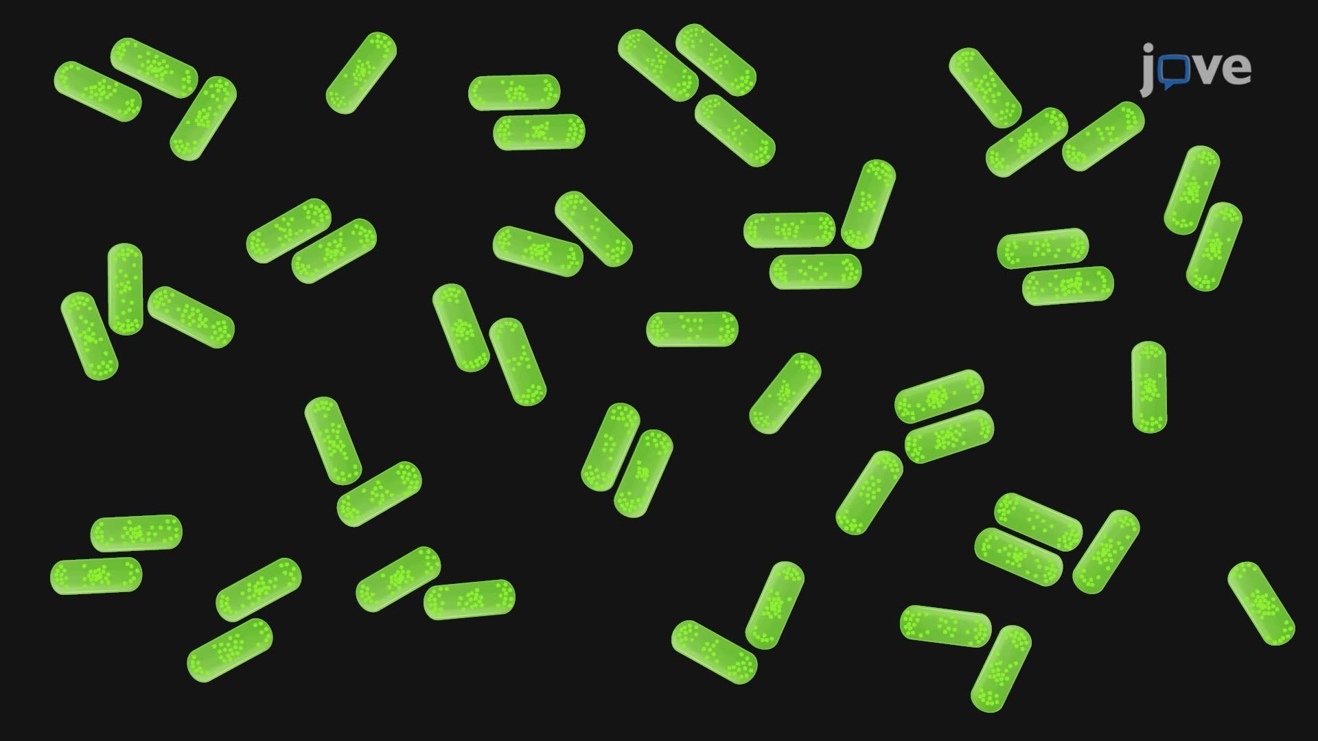 Quantifying Polarity and Dynamics of a Secretion System Component in <i>Legionella pneumophila</i>