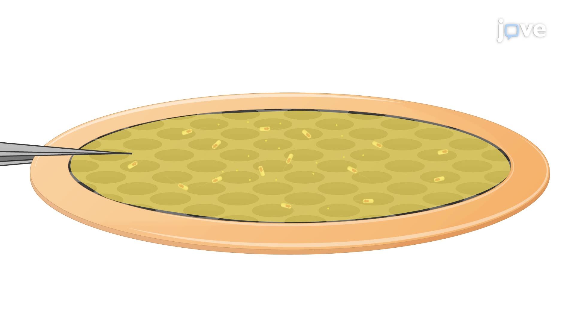 Preparation of <i>Legionella pneumophila</i> for Cryogenic Electron Tomography
