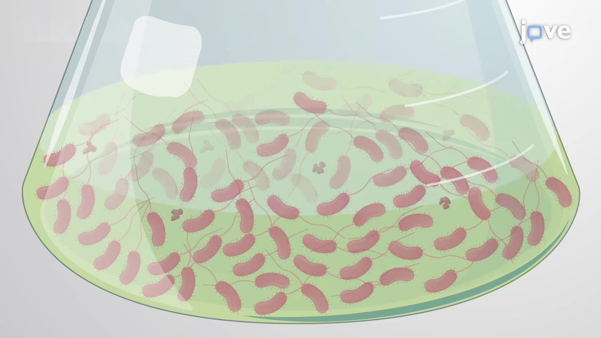 Culturing the Rapidly Growing Bacterium <i>Vibrio natriegens</i>