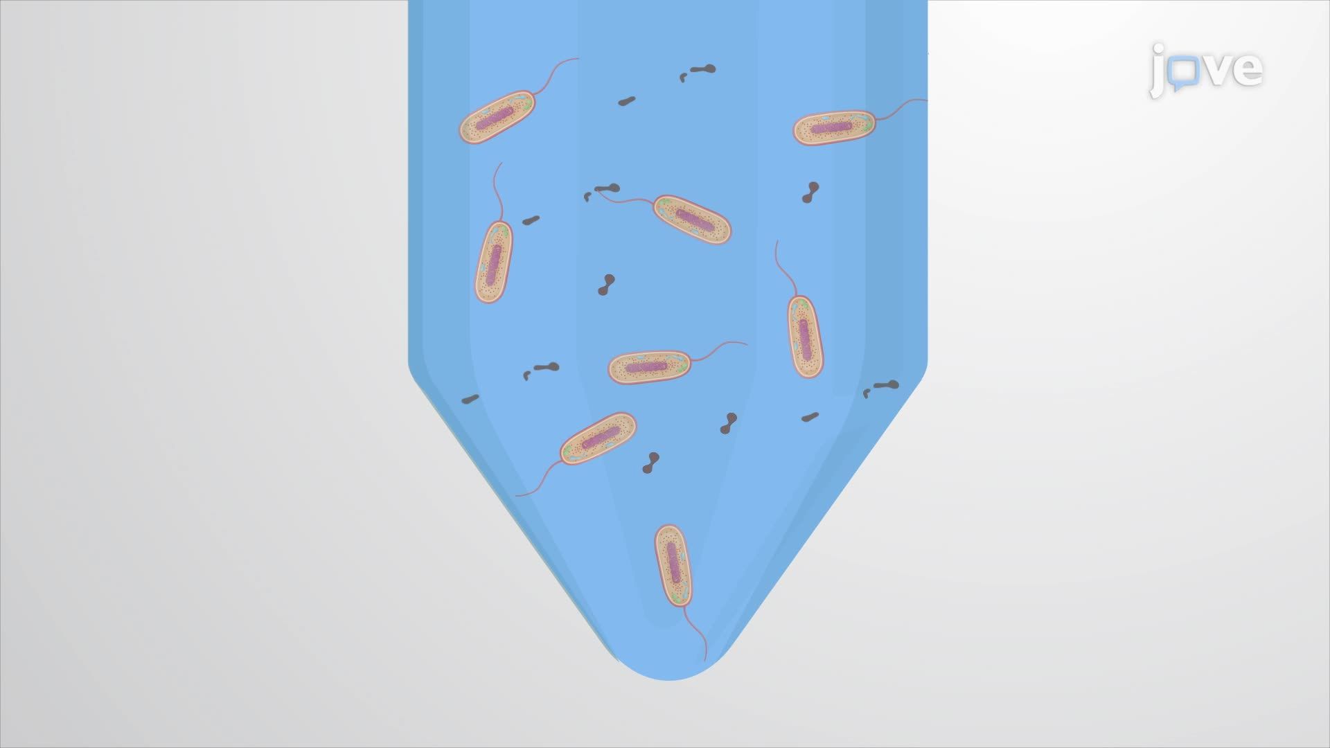 Preparation of Crude Cell Extract from <i>Vibrio natriegens</i>