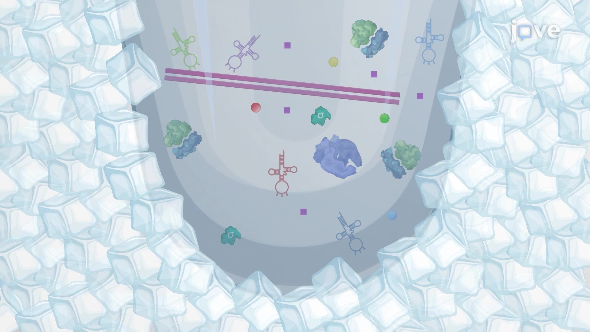 Cell-Free Protein Expression Using a Bacterial Crude Cell Extract