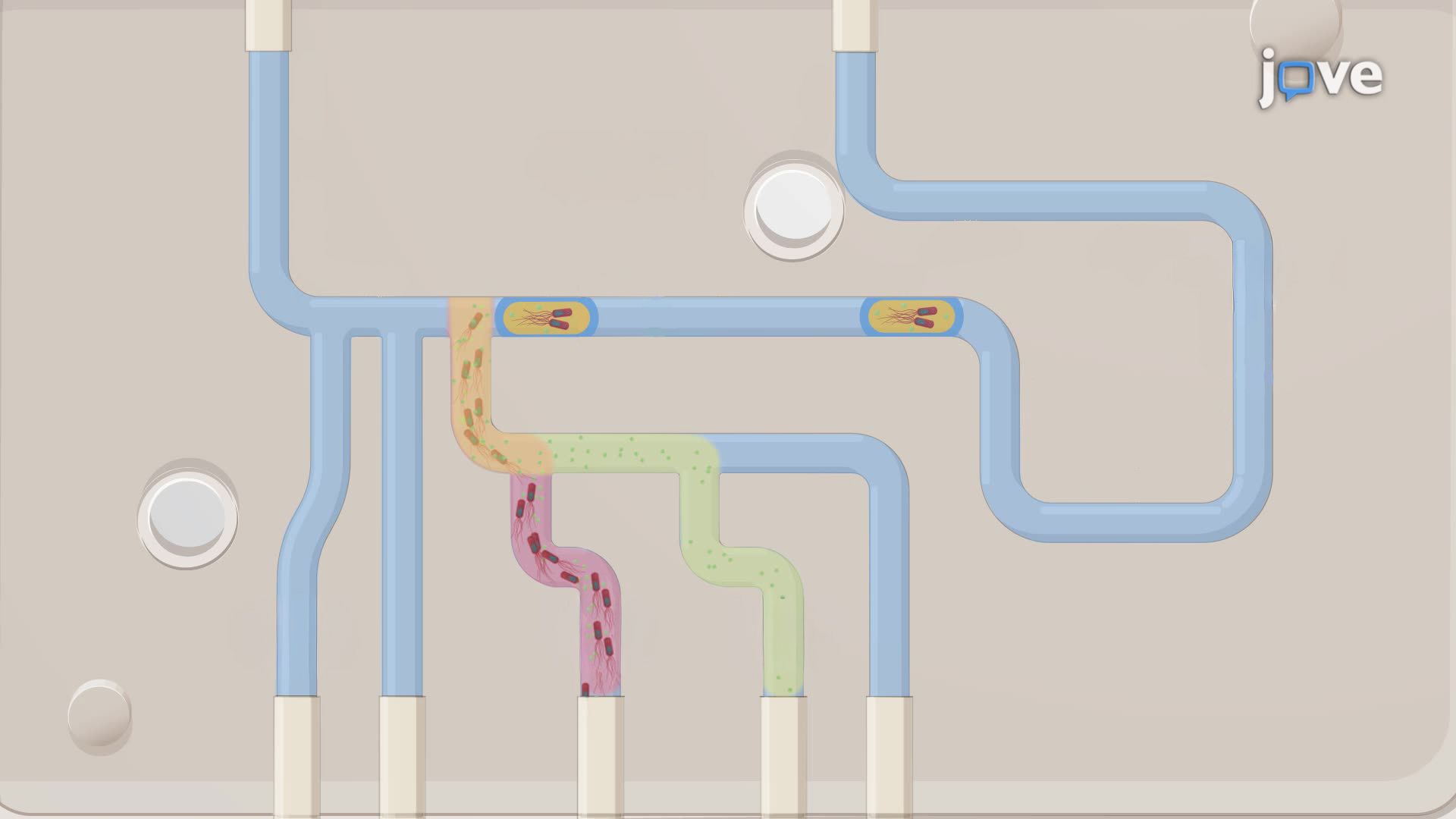 Adaptive Evolution of Bacteria Using a Microbial Microdroplet Culture System