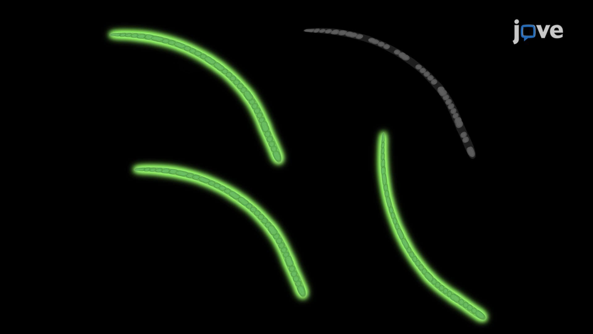 Natural Transformation and GFP Expression in the Filamentous Cyanobacterium <i>Phormidium lacuna</i>