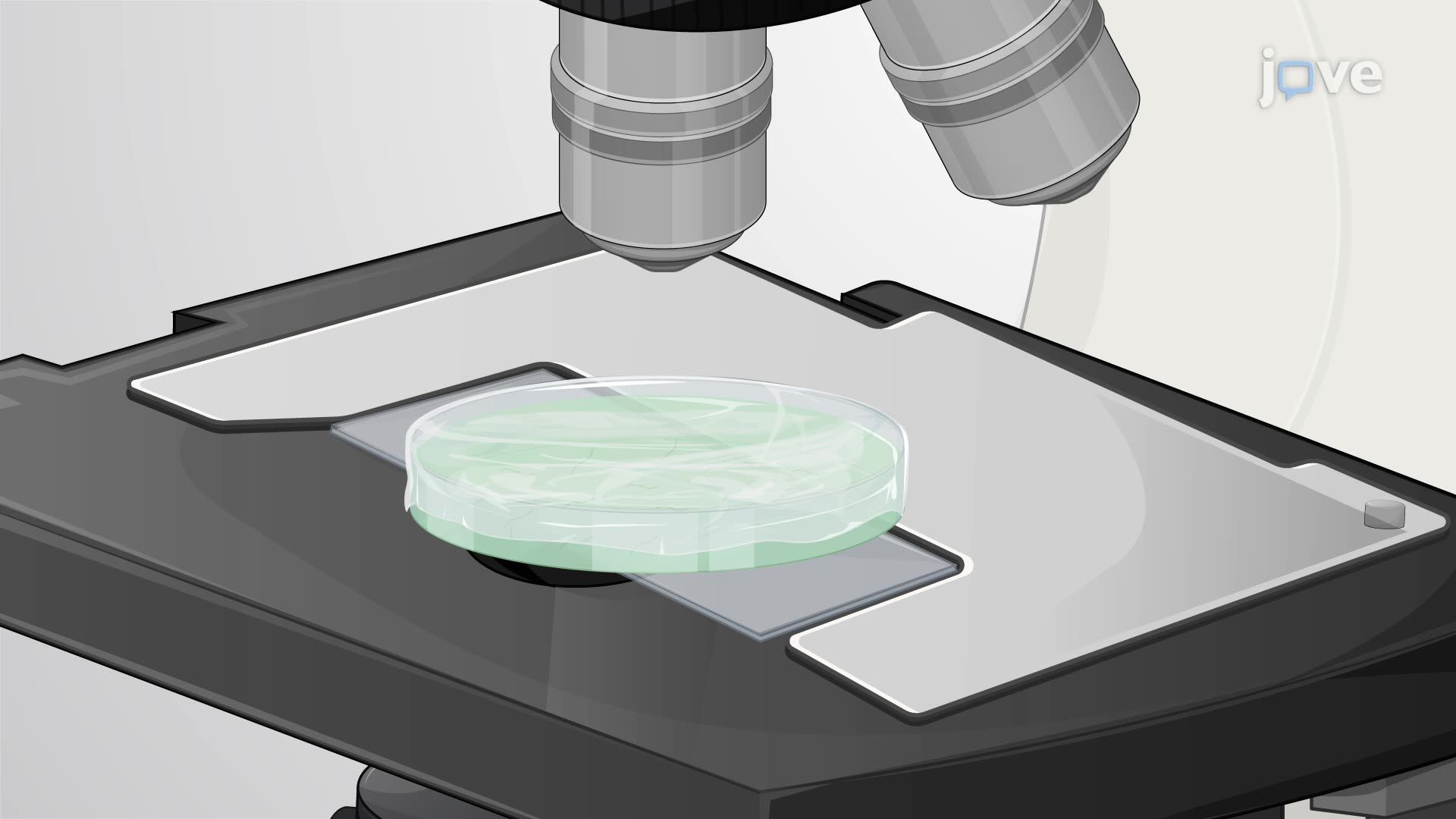 Gliding Motility in <i>Phormidium lacuna</i> Filaments