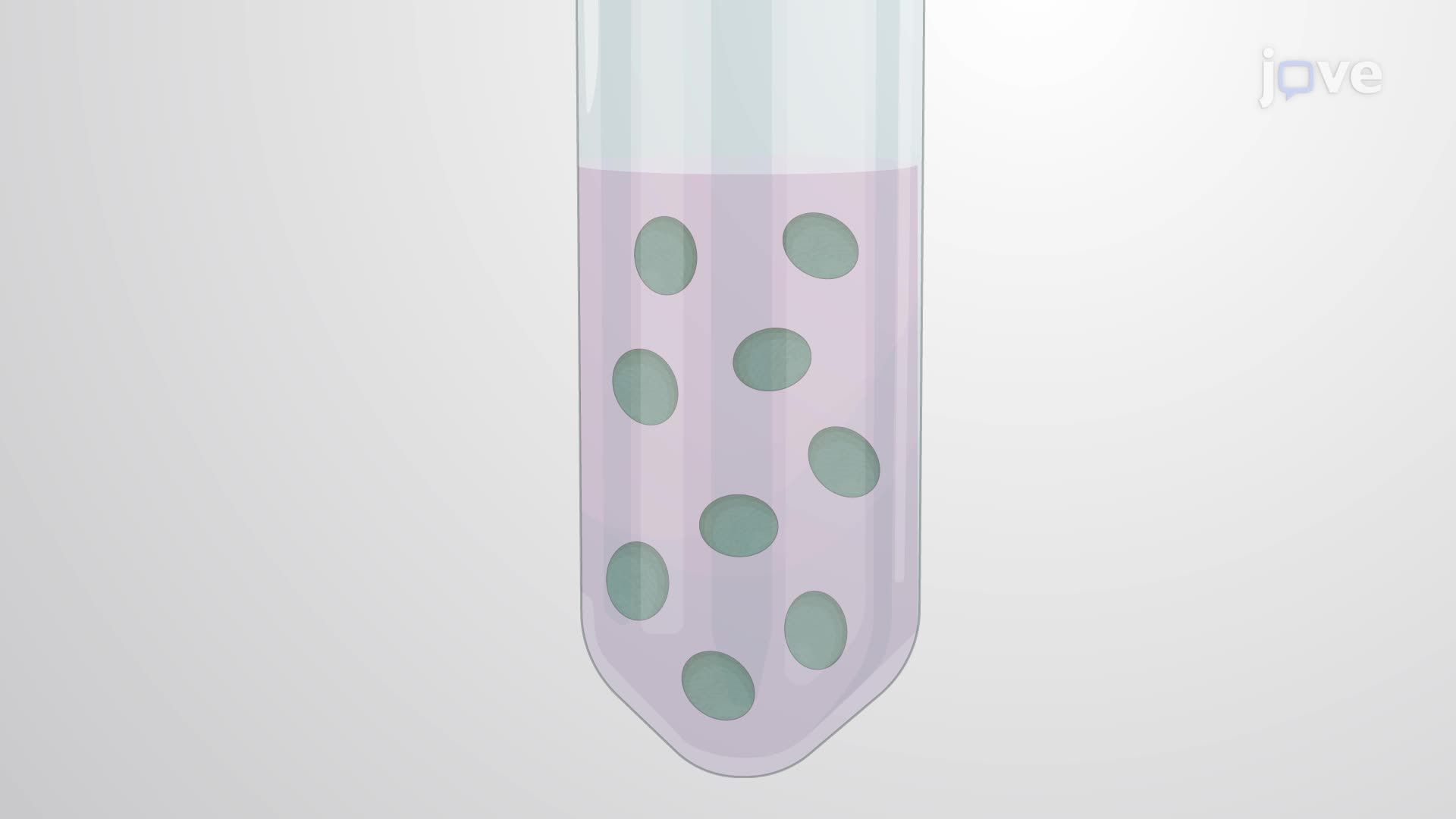 Generation of Antibiotic-Marked Mutants in Cyanobacteria via Homologous Recombination
