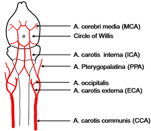 Figura 1