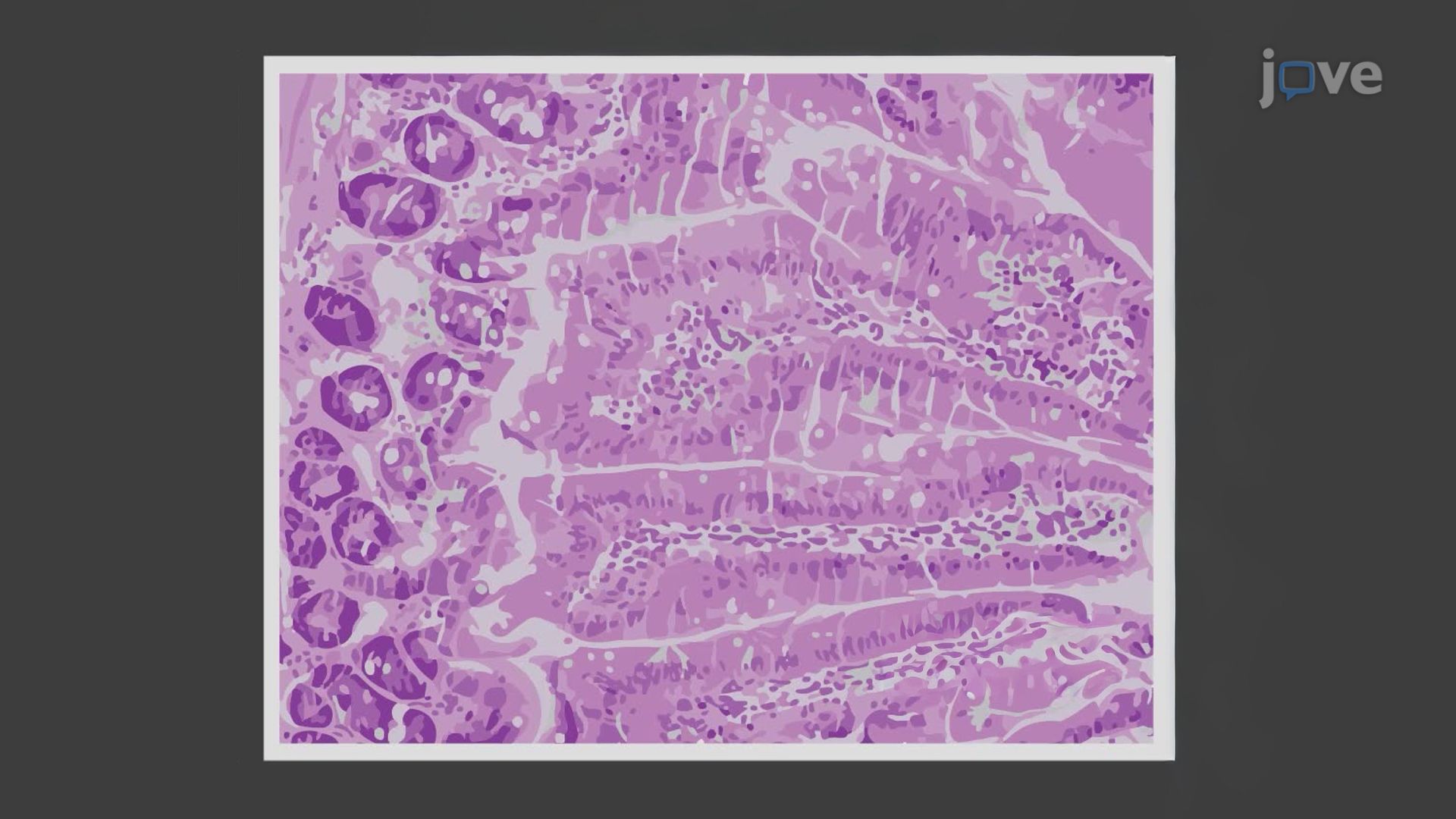 Histological and Hematological Analyses to Evaluate the Effects of <i>Bacillus subtilis</i> in Heat-Stressed Rats