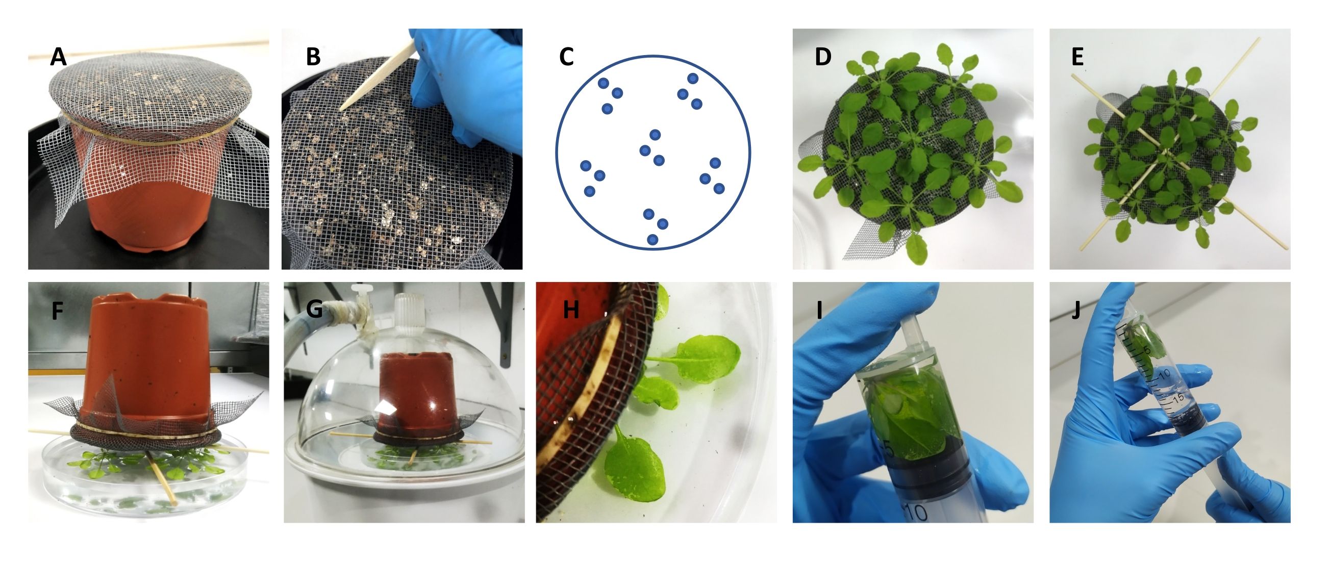 Plant growth experiment diagram; sequence includes setup, seeding, germination, and extraction.