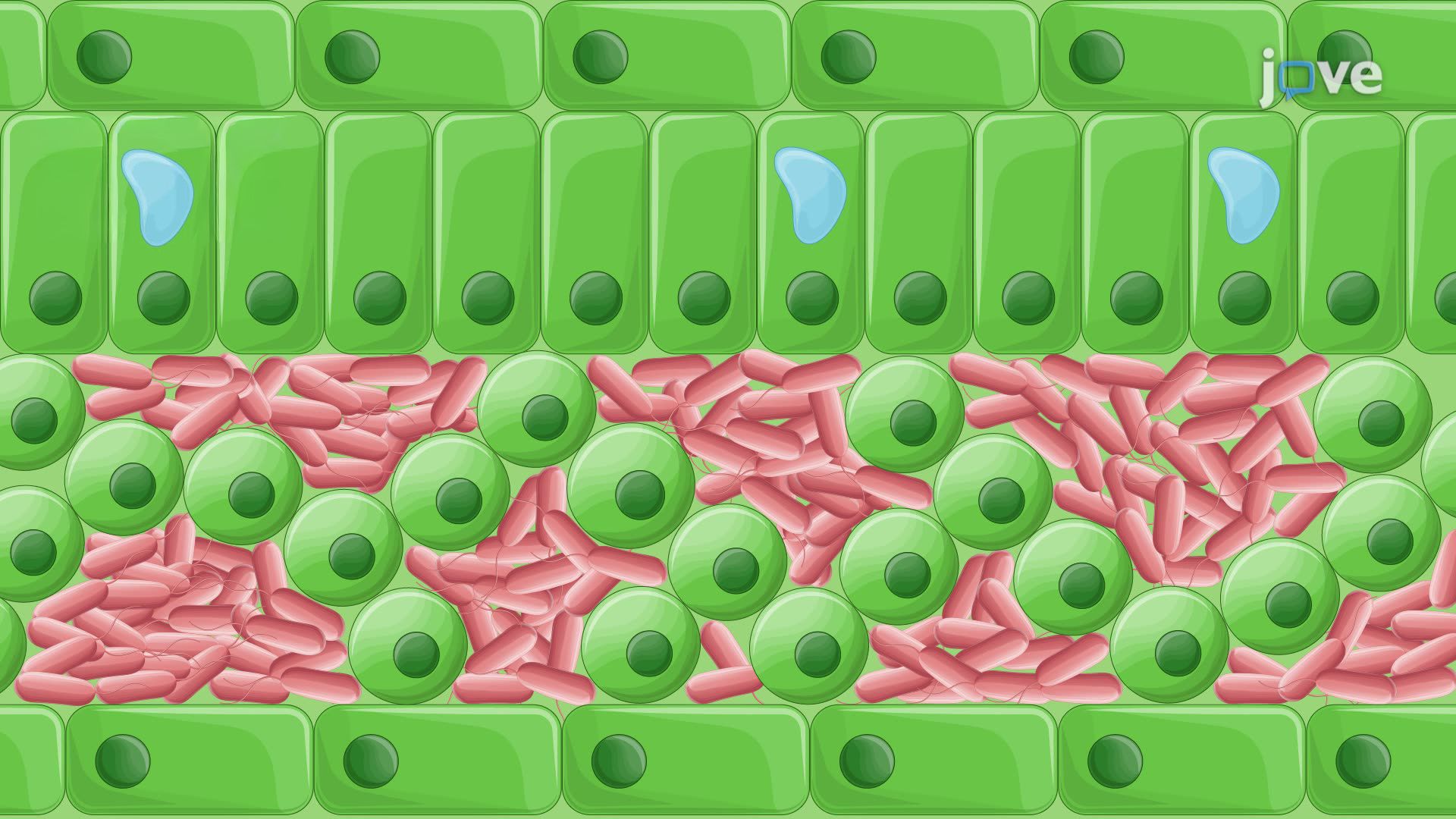 Extraction of Apoplastic Bacteria Using a Syringe-Based Pressure Method