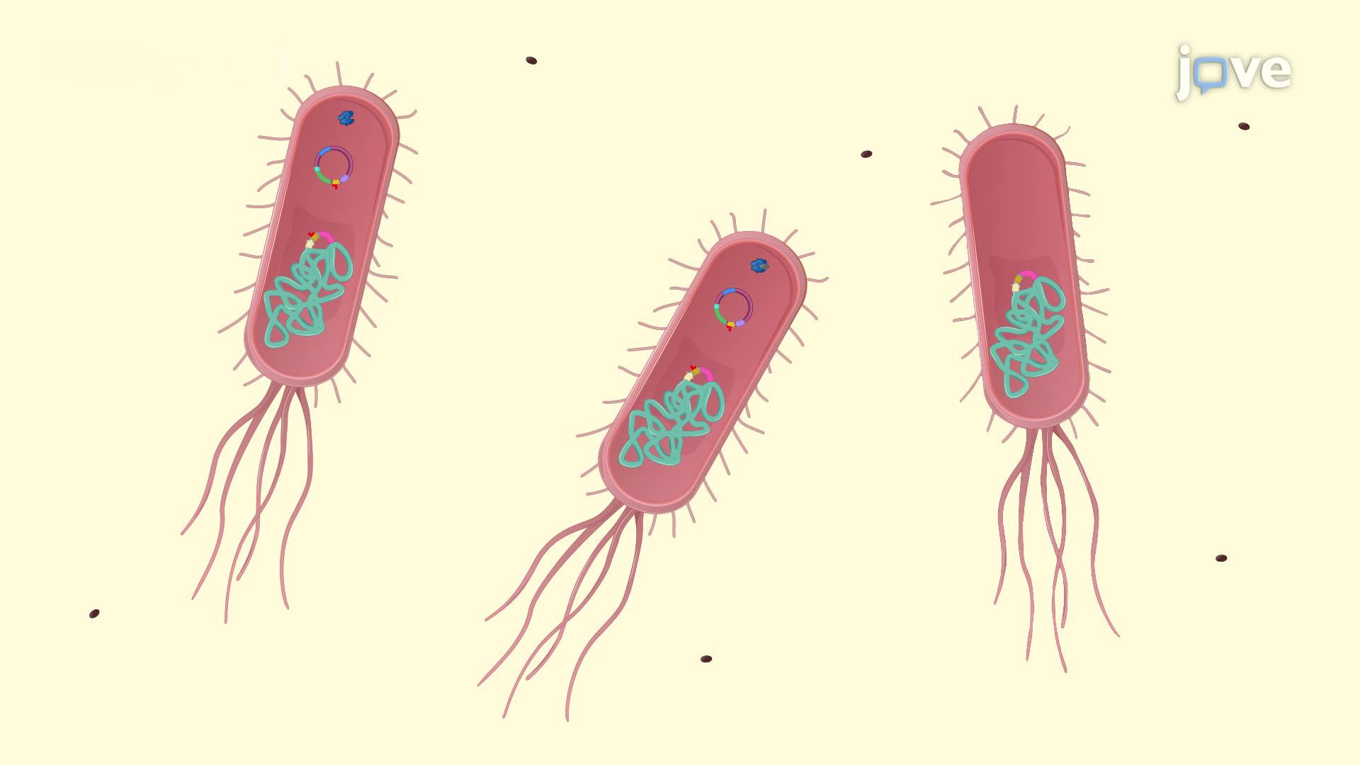 Inducible Expression of Histidine-Tagged Ricin Toxin A Chain in <i>E. coli</i>
