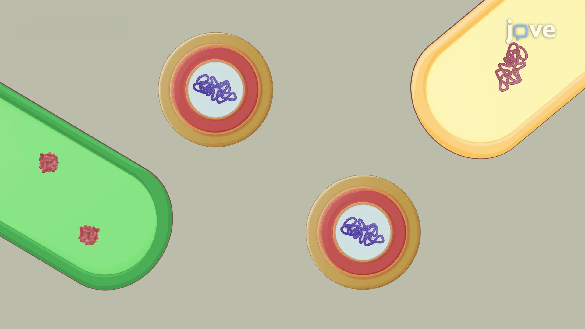 Isolation of Endospores from an Environmental Sample by Targeted Lysis of Vegetative Cells