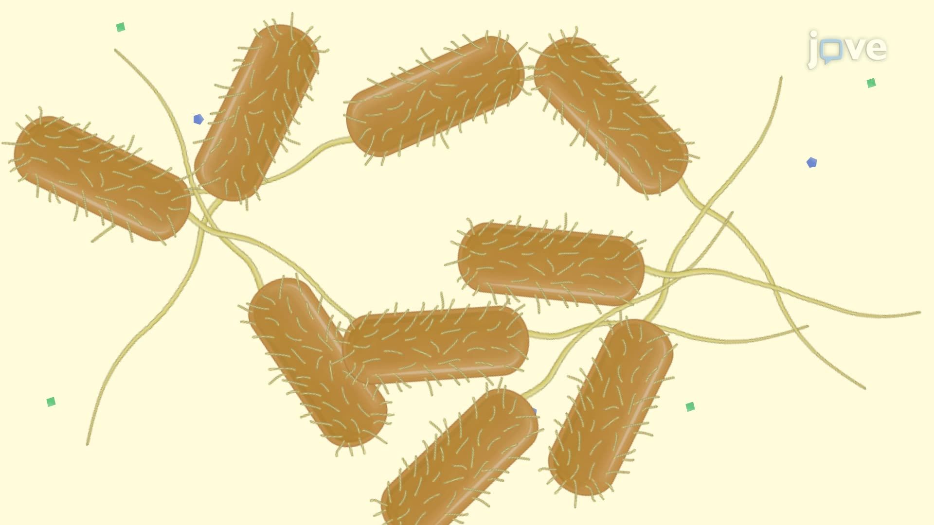 Generating Pure Bacterial Cultures in a Liquid Medium