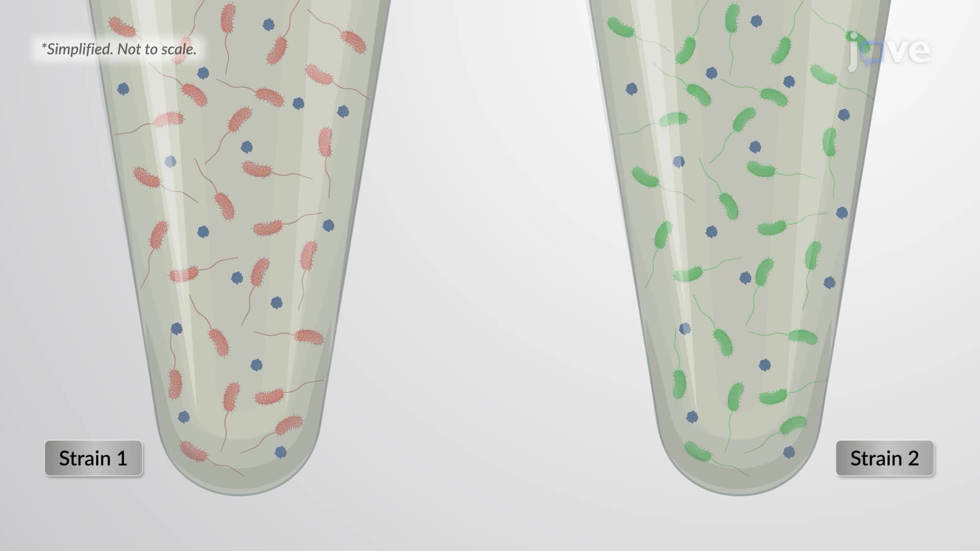 Motility Assay for Comparing <i>Vibrio cholerae</i> Strains Using Triphenyltetrazolium Chloride